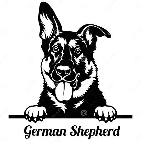 German Shepherd Peeking Dog - Head Isolated on White Stock Vector ...