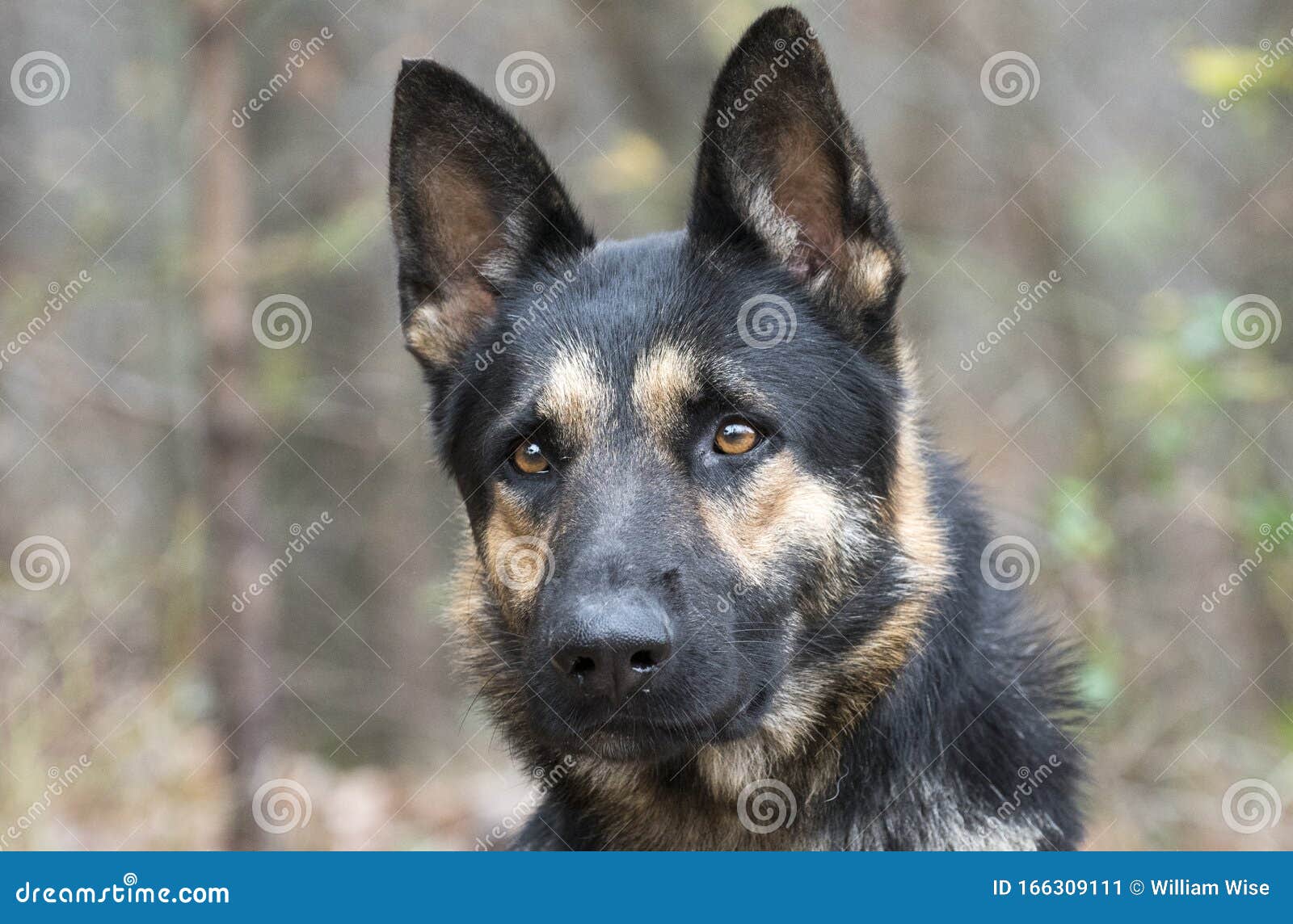 German Shepherd Police K9 Dog Portrait Stock Image Image Of