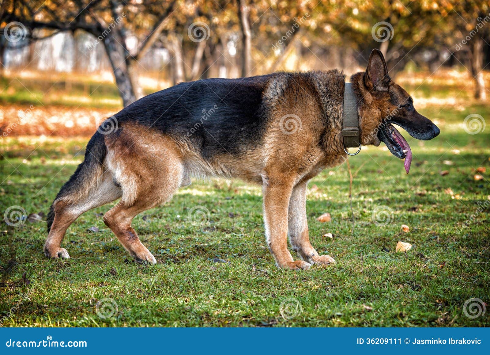 Featured image of post German Shepherd Side View Initially they thought the infections caused his stunted growth darcy said