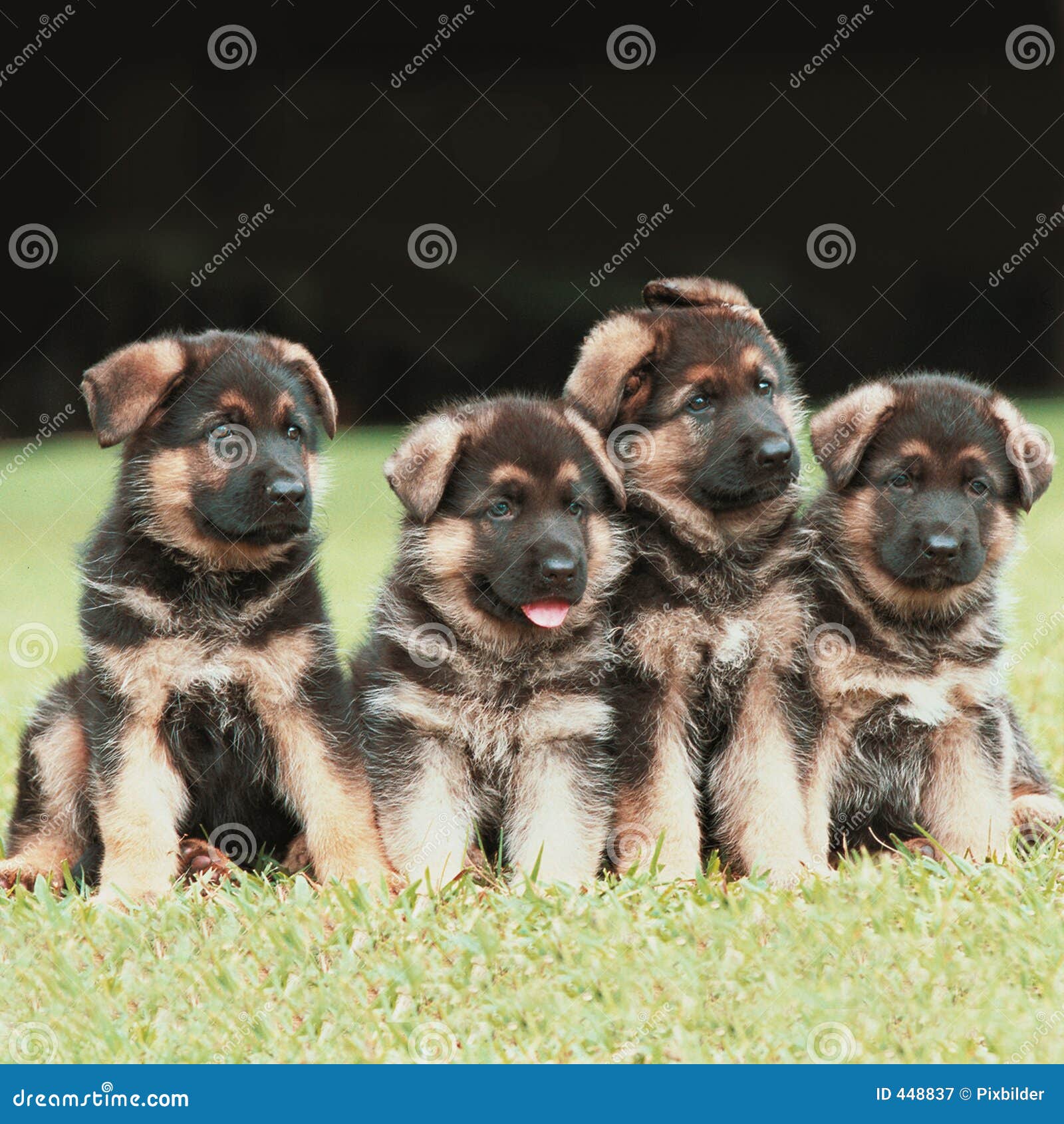 german shepherd puppies for free