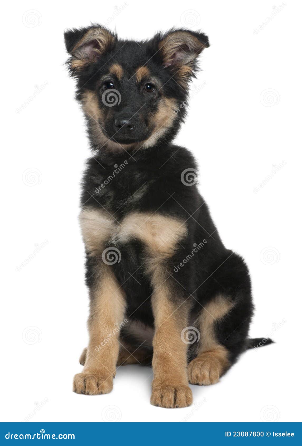 how big are german shepherds at 3 months