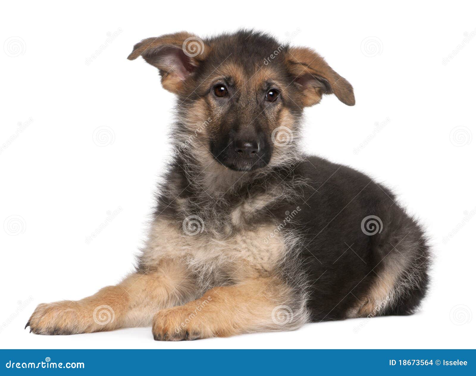 German Shepherd Puppy, 4 Months Old, Lying Stock Photo - Image of ...