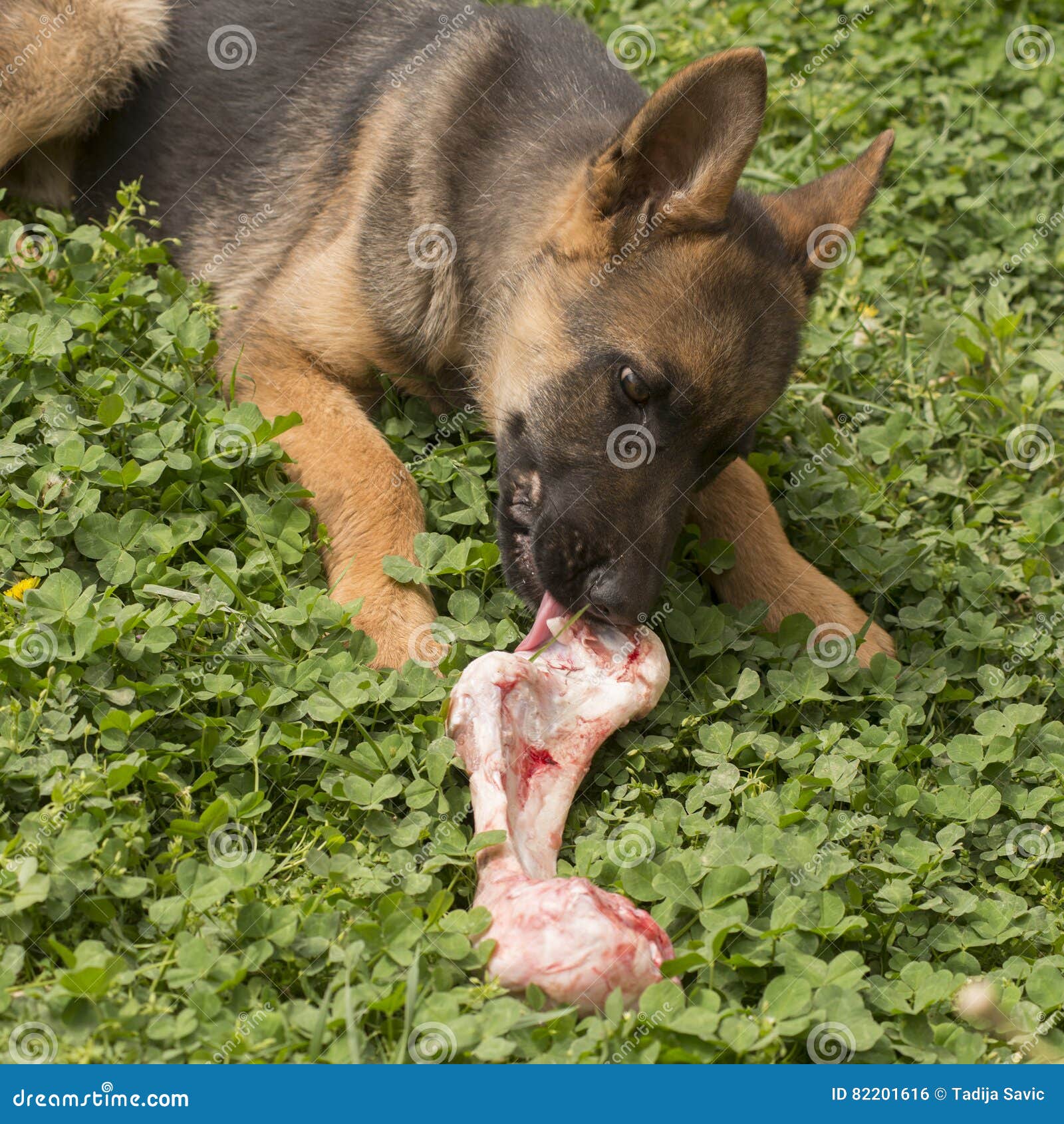 Are Bones Safe For German Shepherd Dog Puppies