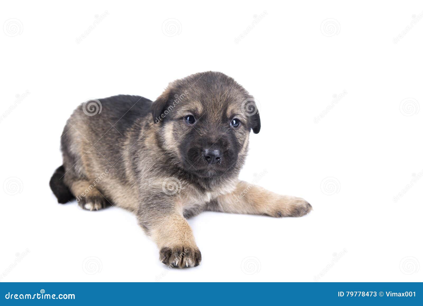 German Shepherd Puppy Isolated on White Stock Image - Image of isolated ...