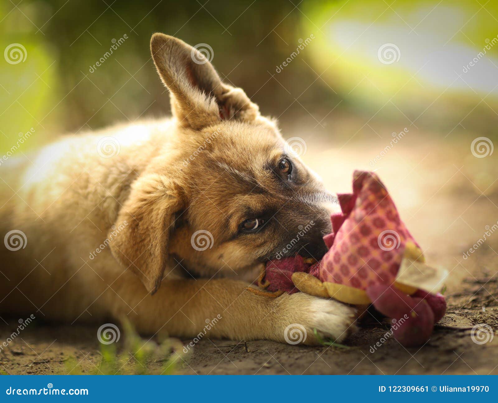 human hand dog chew toy