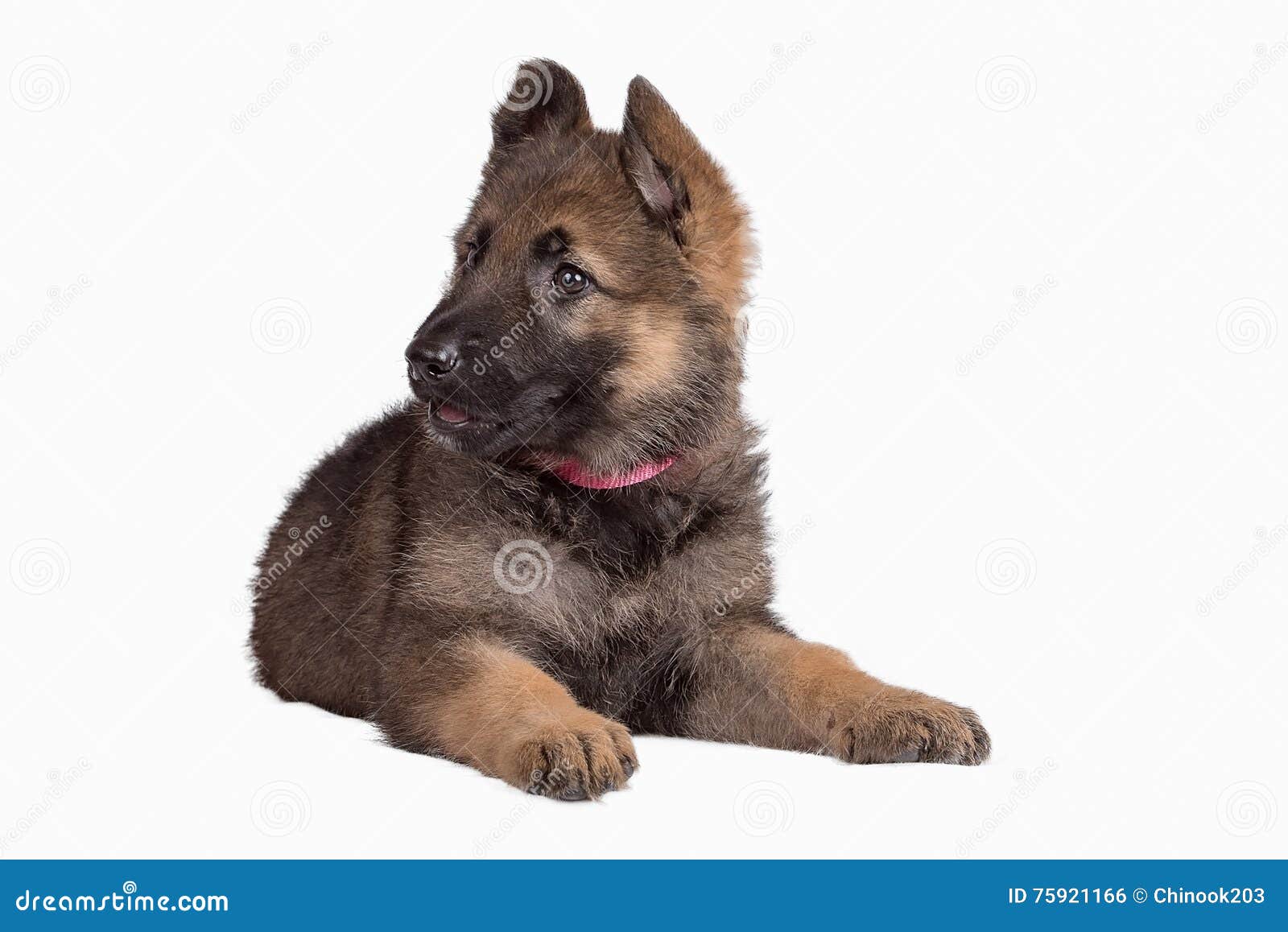 German Shepherd puppy stock photo. Image of portrait - 75921166