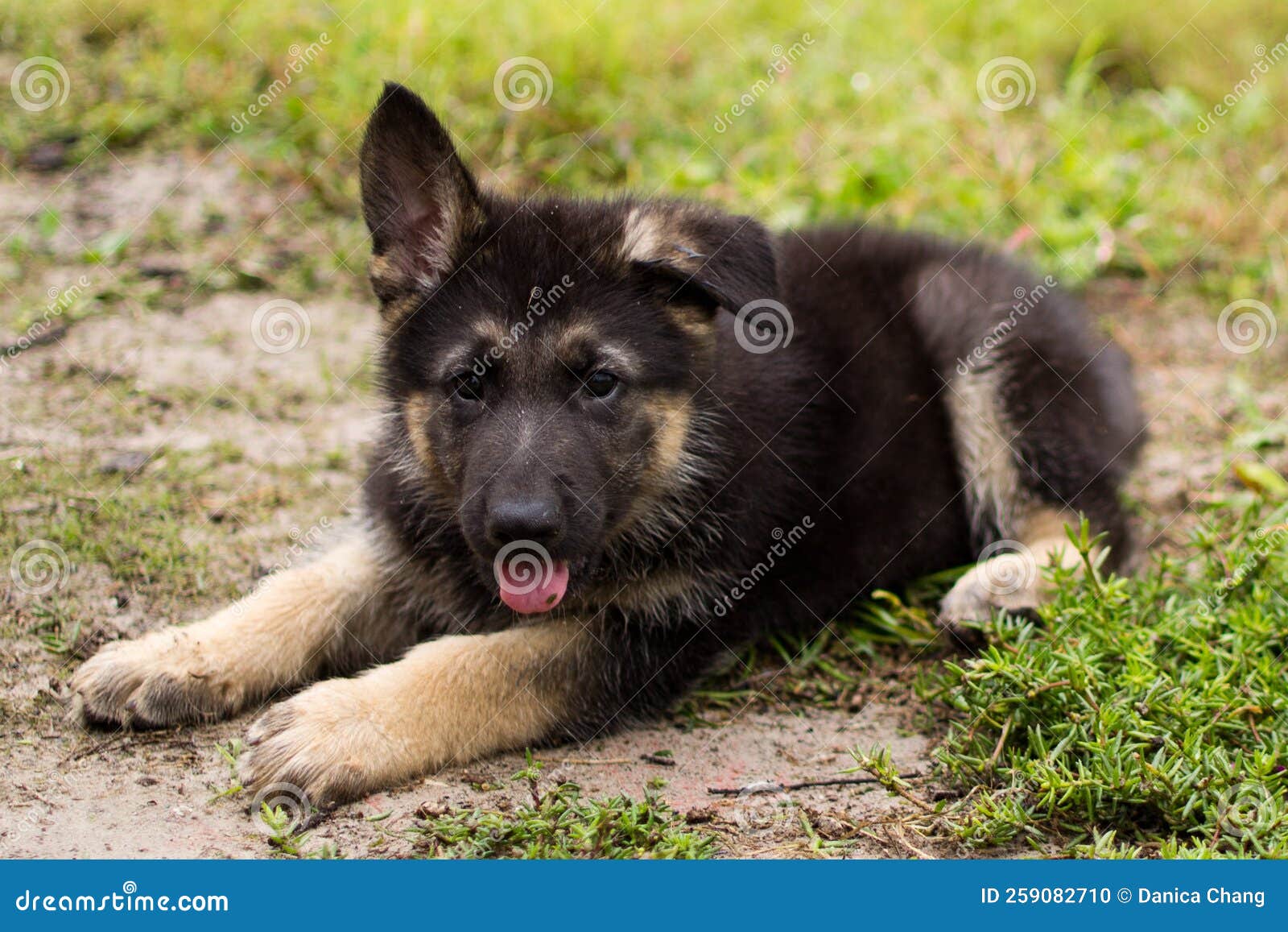 German Shepherd Puppy With One Ear Up Stock Photo Image Of Mammal