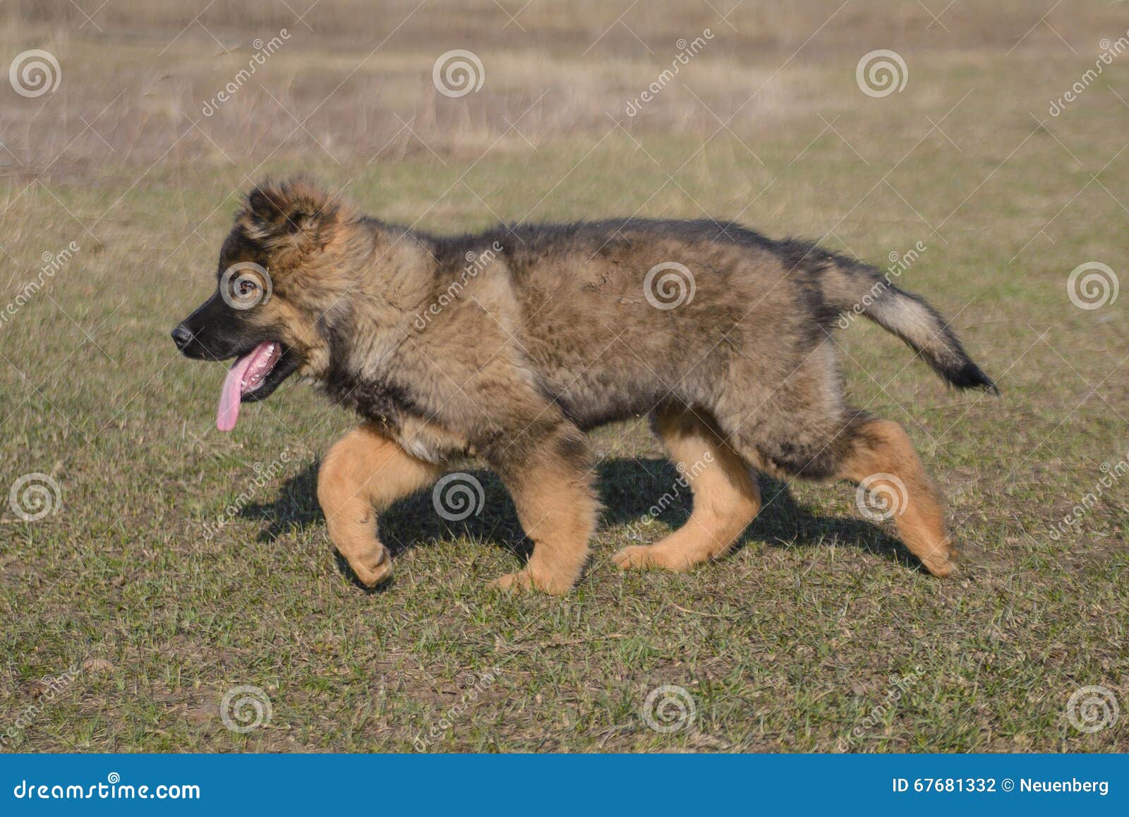 sable german shepherd puppies
