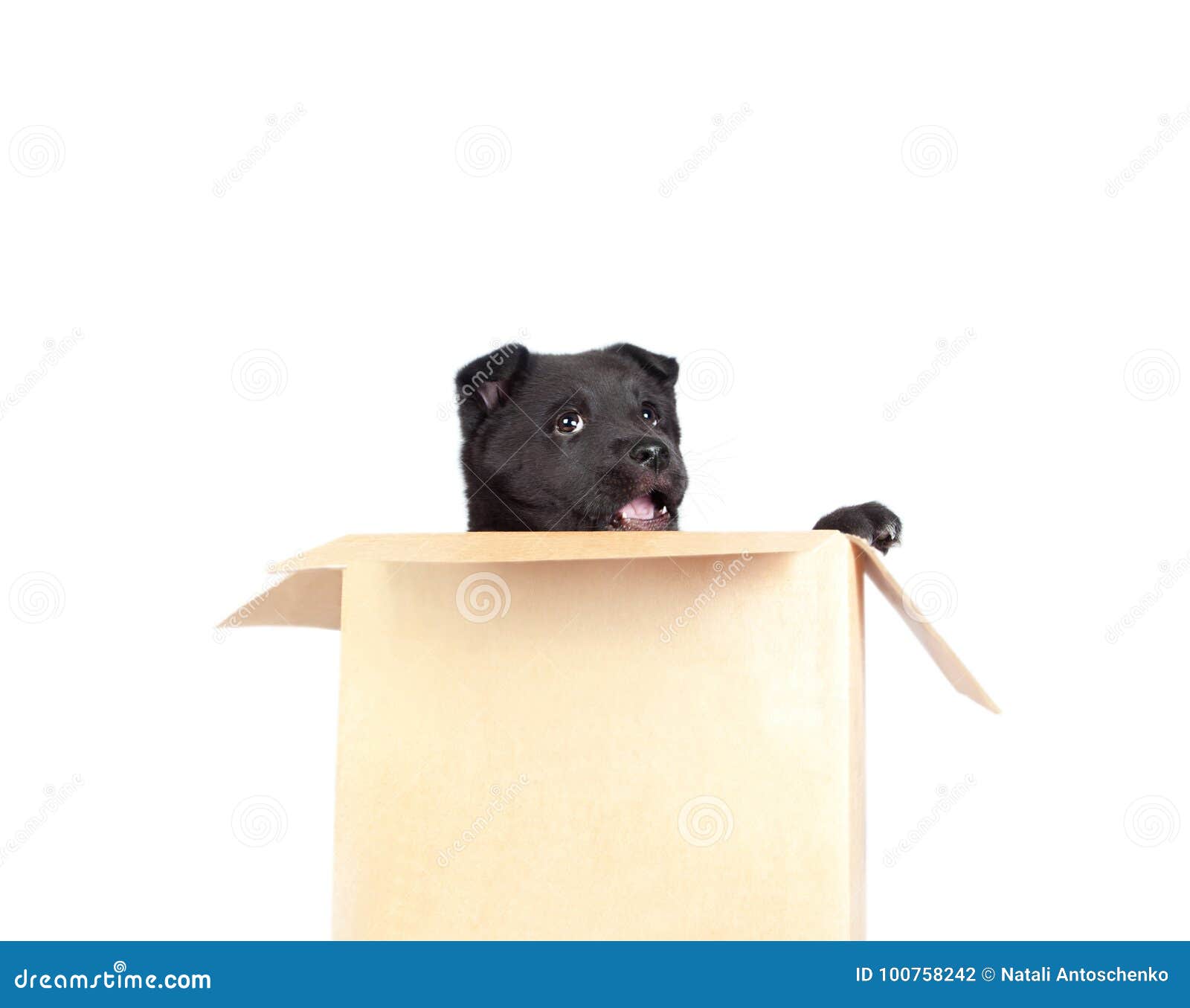 German Shepherd Puppy Sitting in a Box and Looking Out Stock Photo ...