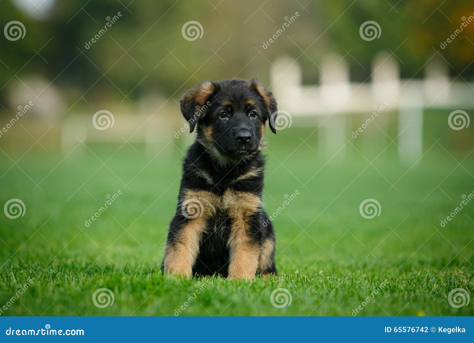 German Shepherd Puppy Sitting on the Grass Stock Photo Image of park