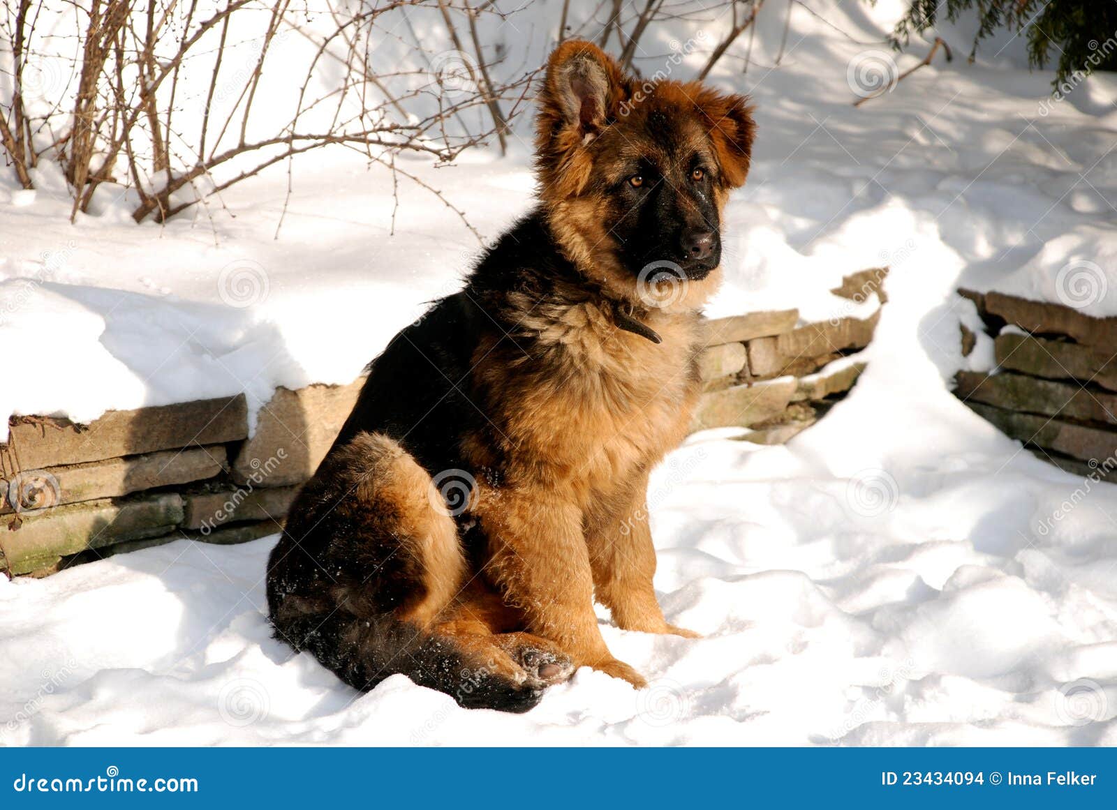 German Shepherd Puppy On The Snow Stock Photo - Image of purebred