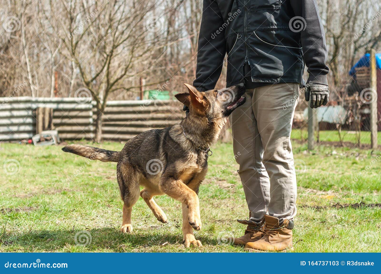 german shepherd puppy training