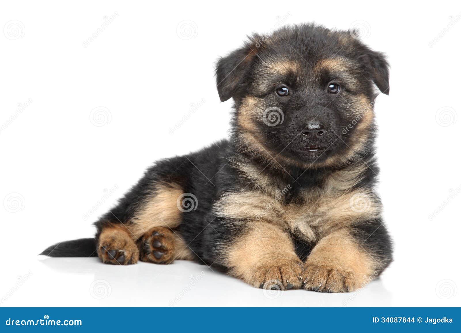 German Shepherd Puppy on White Background Stock Photo - Image of cute ...