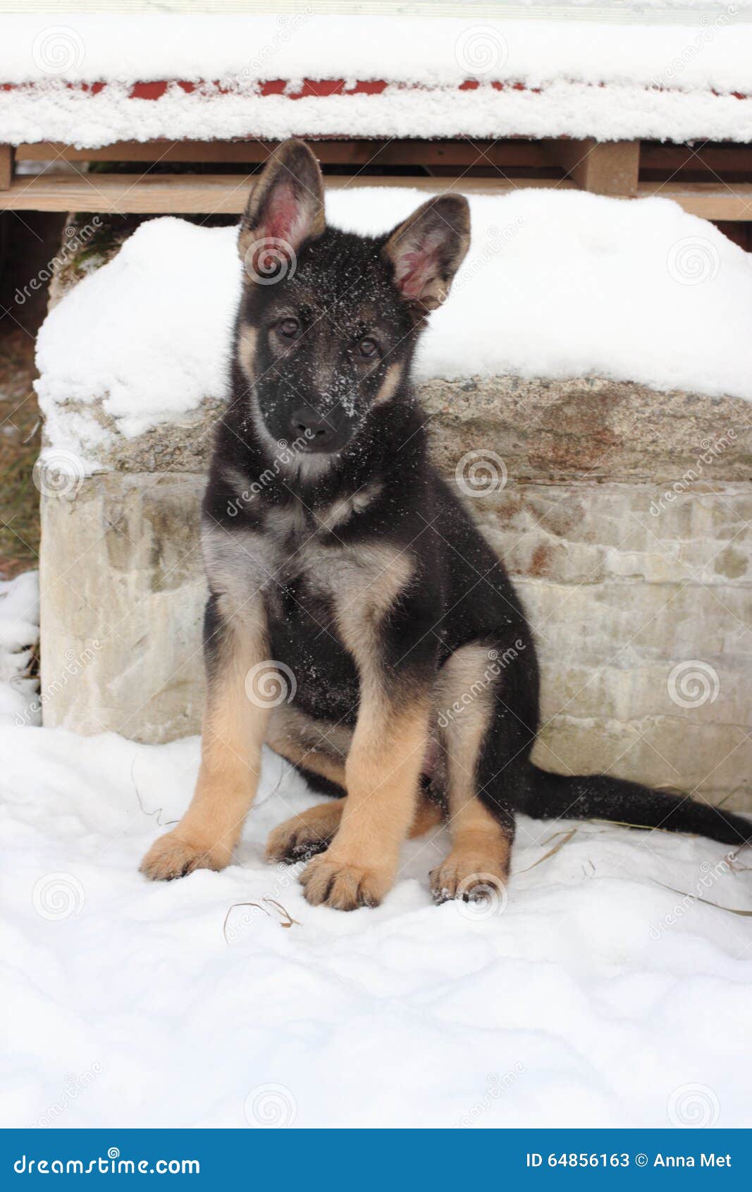 German shepherd puppy stock image. Image of beauty, nature - 64856163