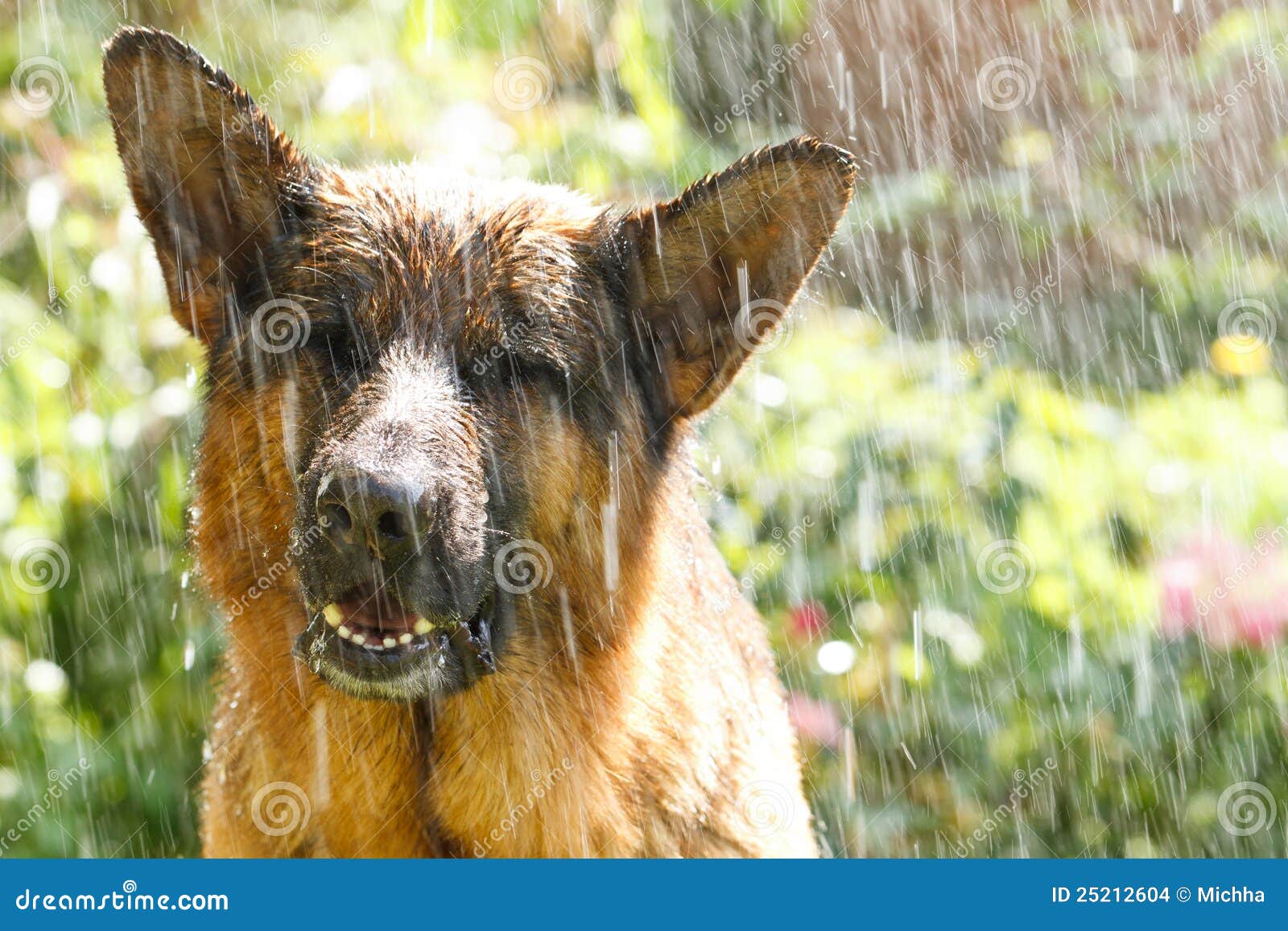 Can German Shepherds Get Sick In The Rain
