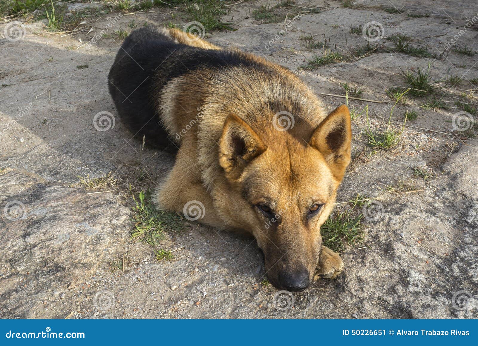 German Shepherd Resting Relaxed Stock Image - Image of furry, canine ...