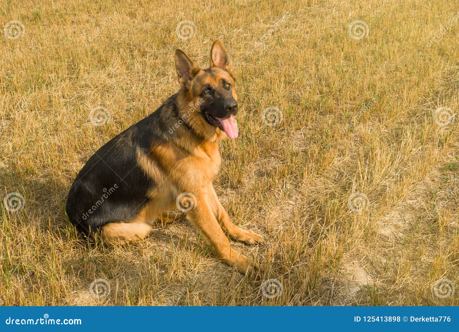 German Shepherd Resting and Walking Outdoors in a Field. Stock Photo