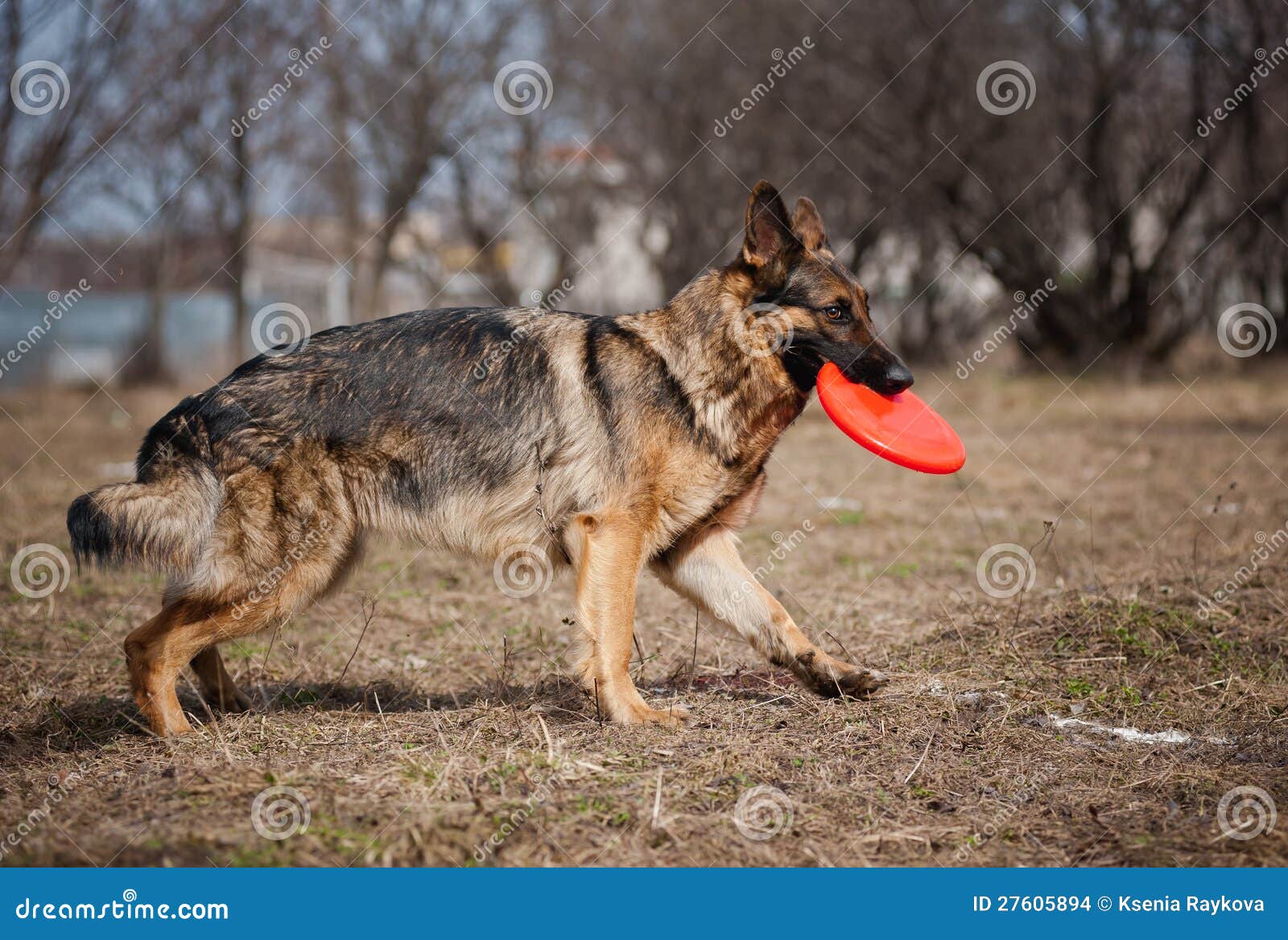 German Shepherd Run with Disc Stock Photo Image of puppy, competition 27605894