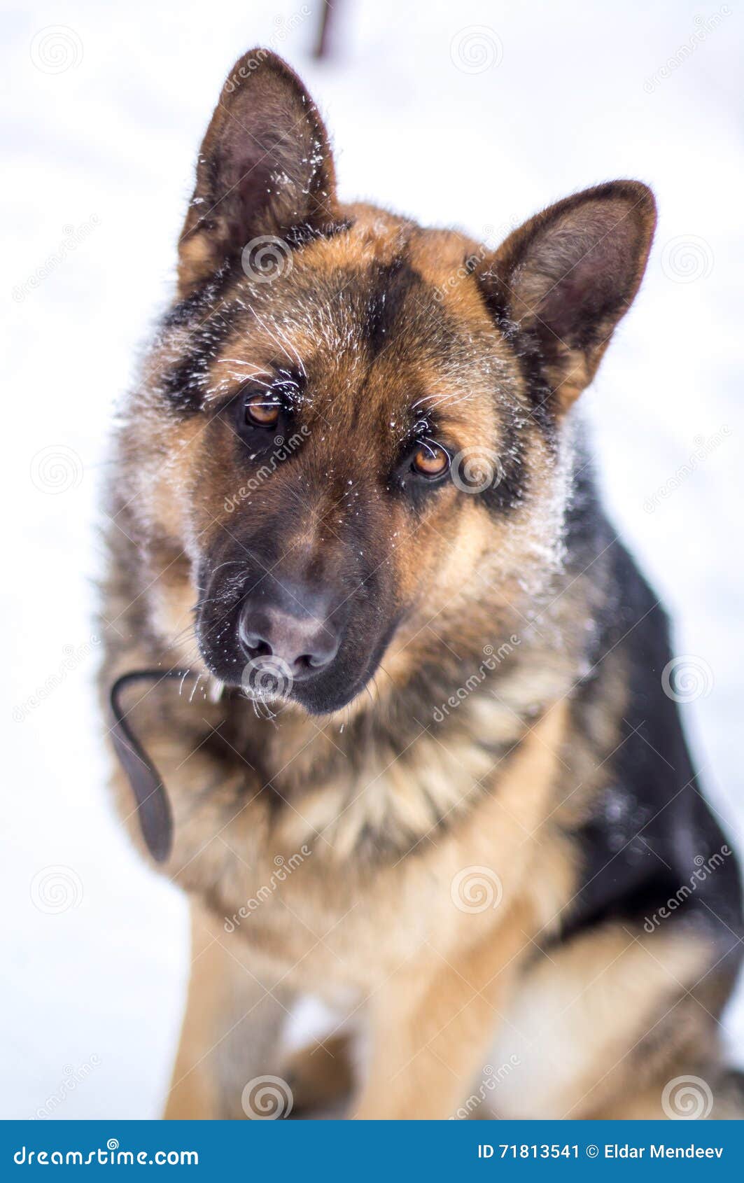 German shepherd sad look stock image. Image of courage - 71813541