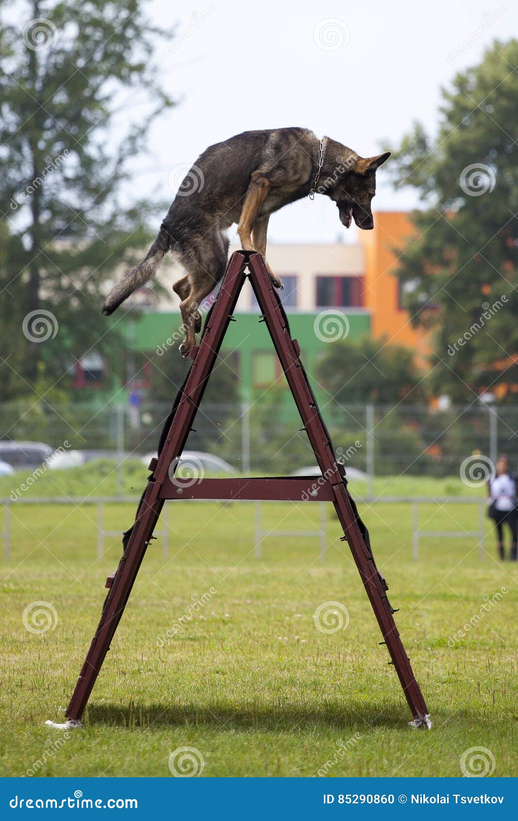 German shepherd stock photo. Image of brown, undercoat 85290860