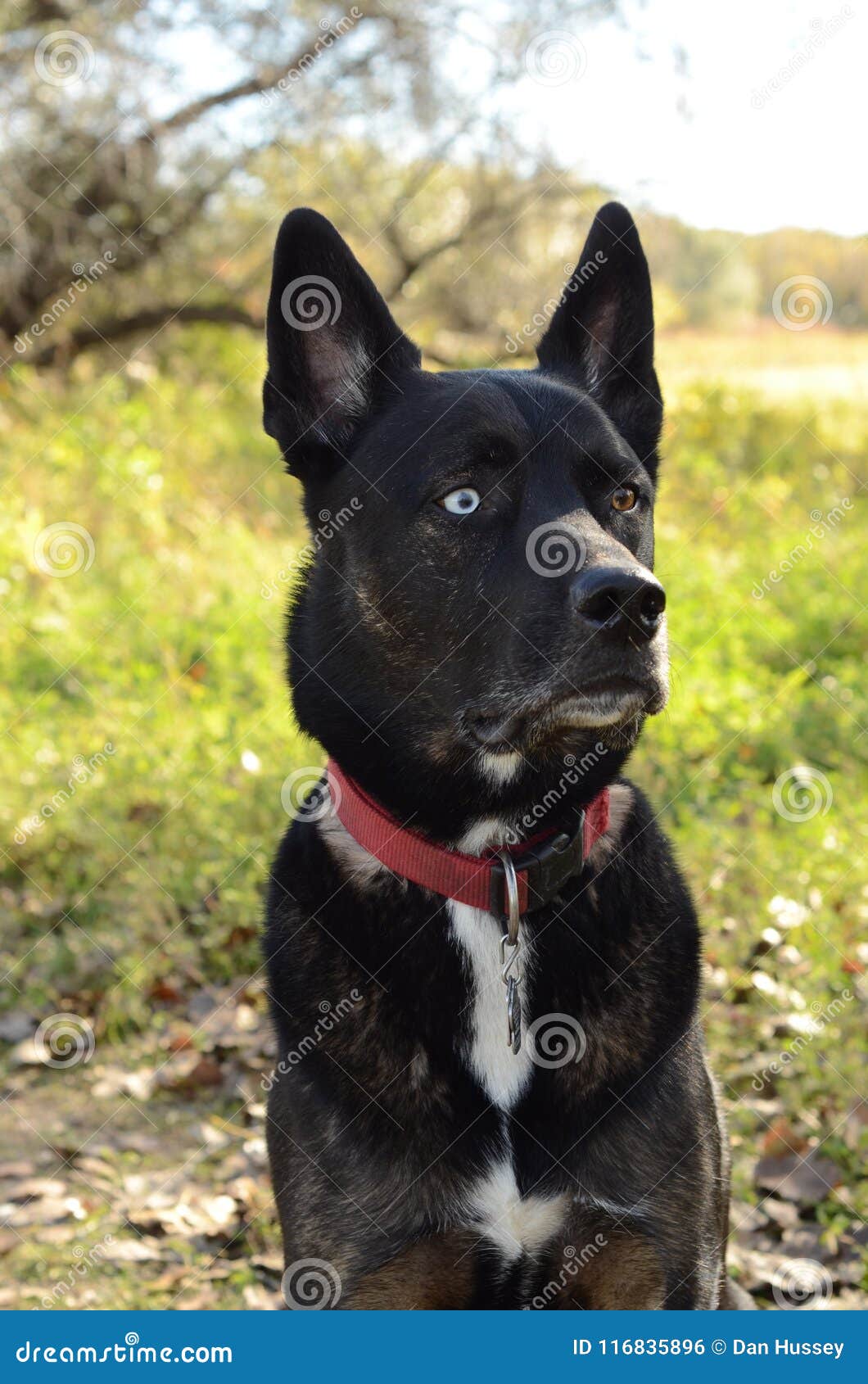 siberian husky crossed with german shepherd