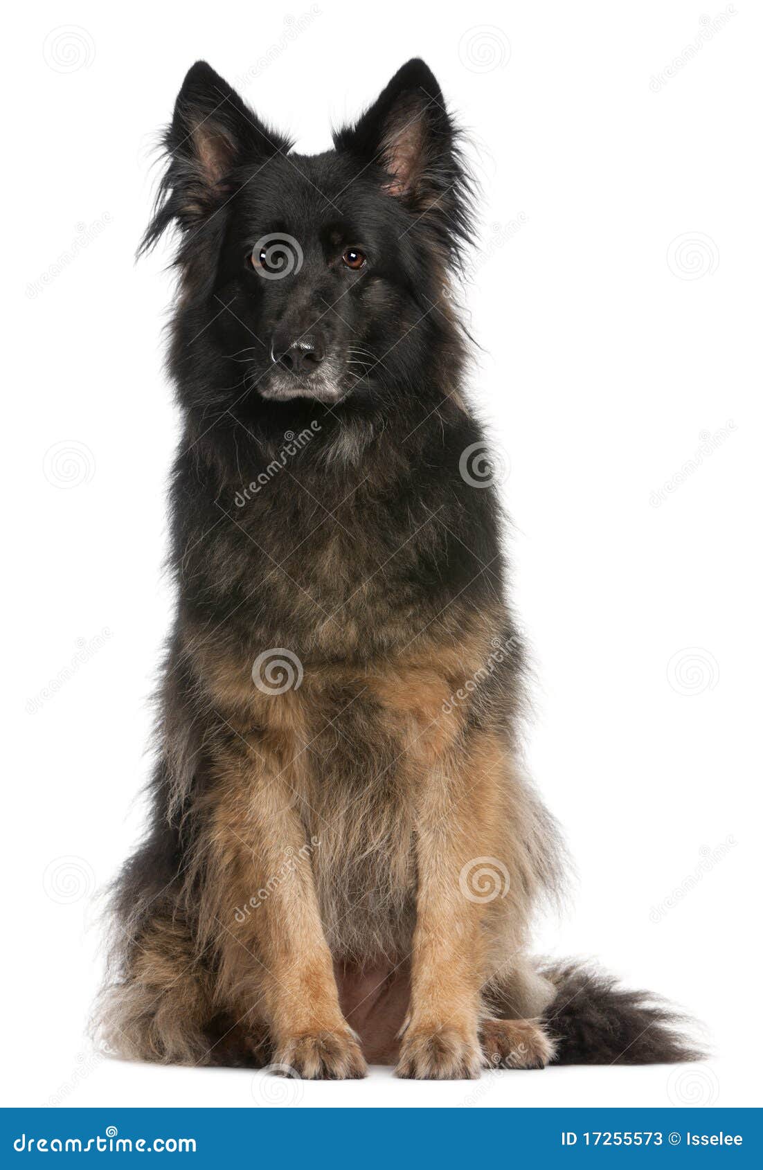 German Shepherd Sitting Stock Photos - Image: 17255573