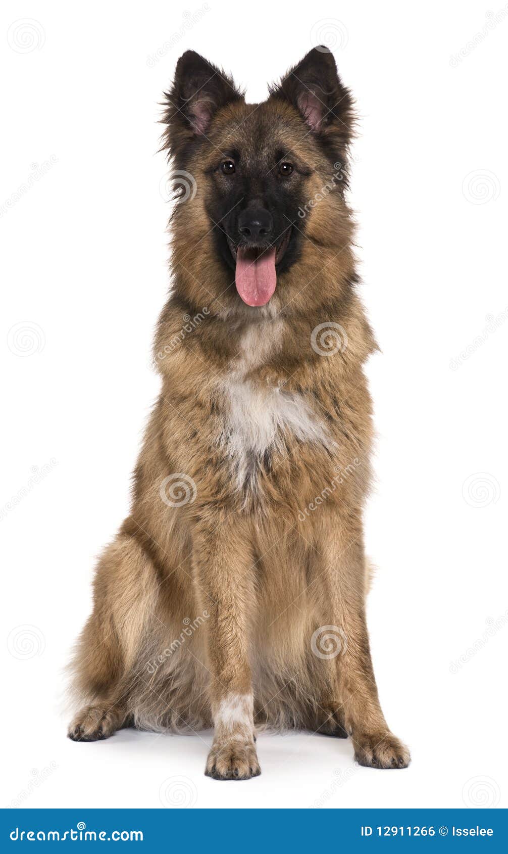 German Shepherd, Sitting and Panting Stock Photo - Image of pedigree ...