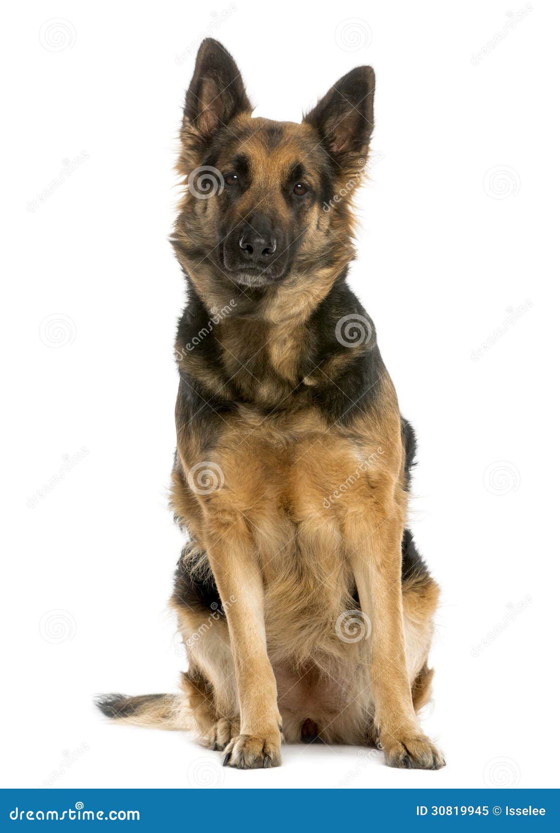 German Shepherd Sitting 4 Years Old Stock Image Image Of Looking Alsatian 30819945