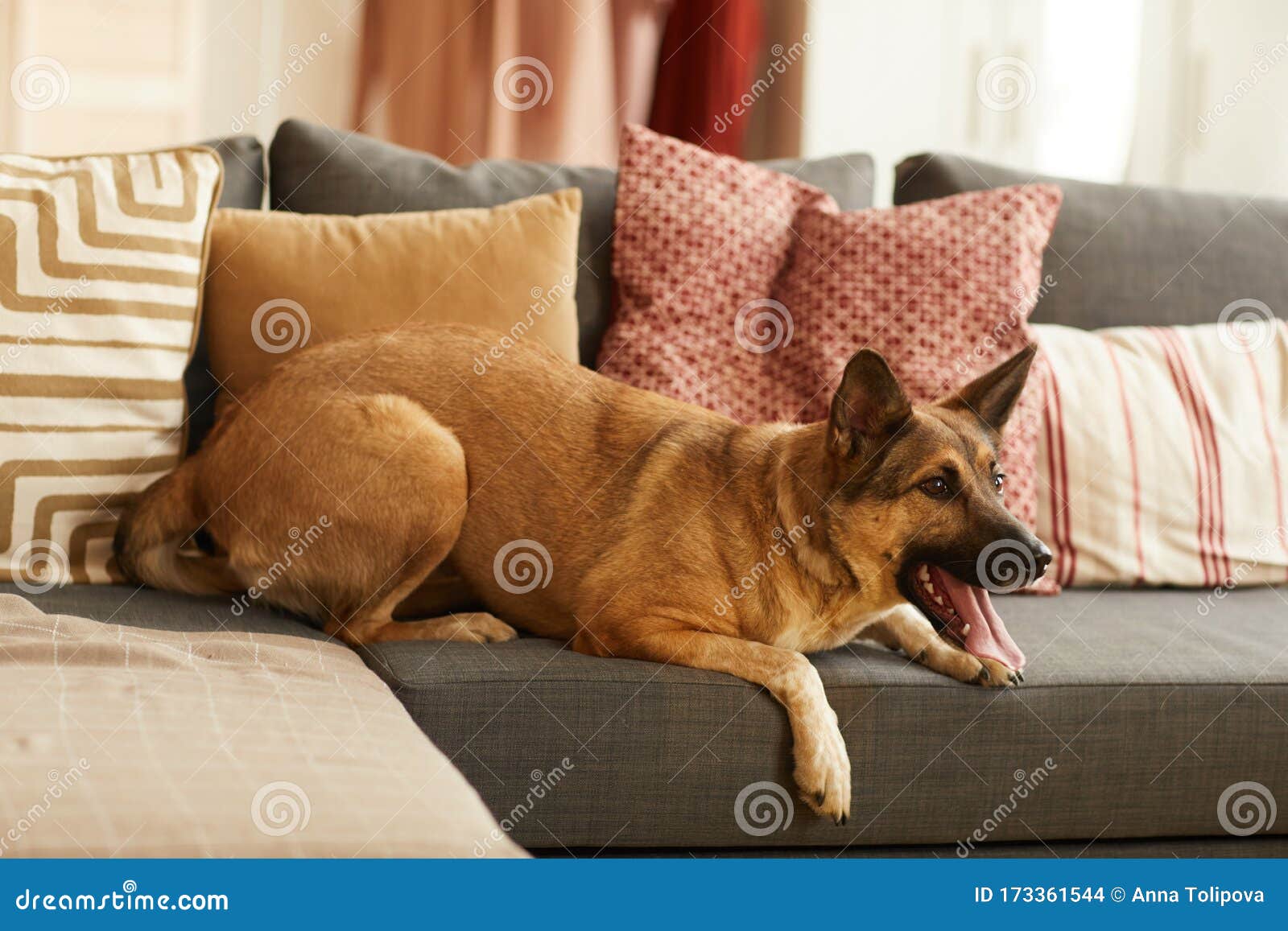 German Shepherd on the Sofa Stock Photo Image of resting, lifestyles
