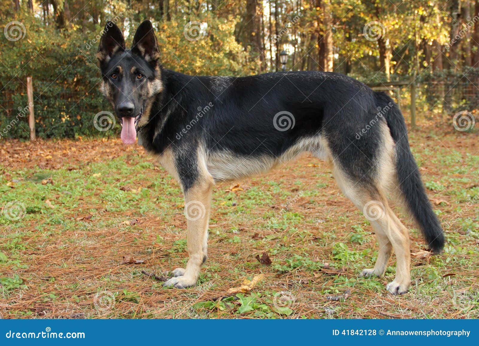 German Shepherd Standing Stock Photo Image 41842128