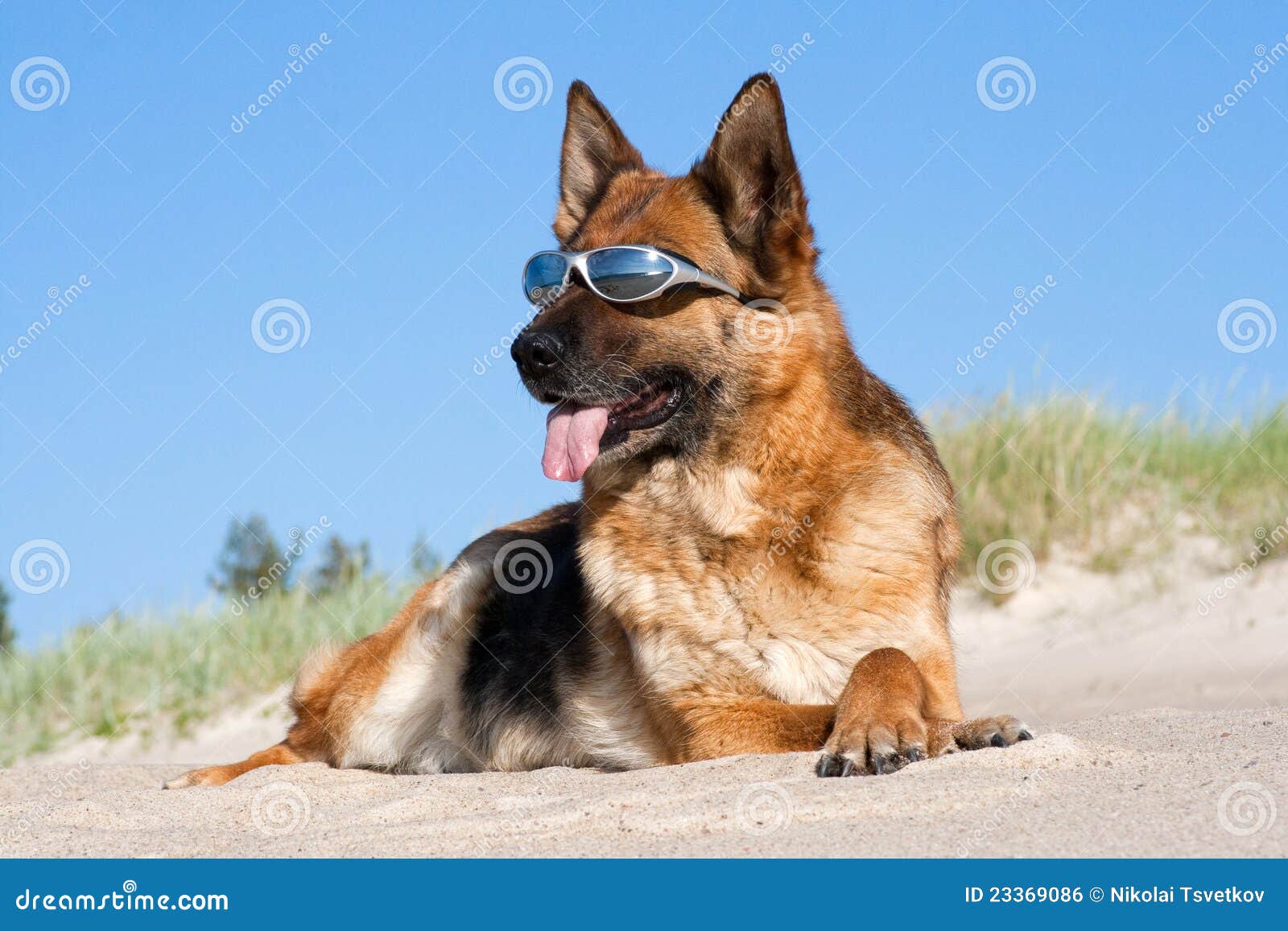 german shepherd sunglasses
