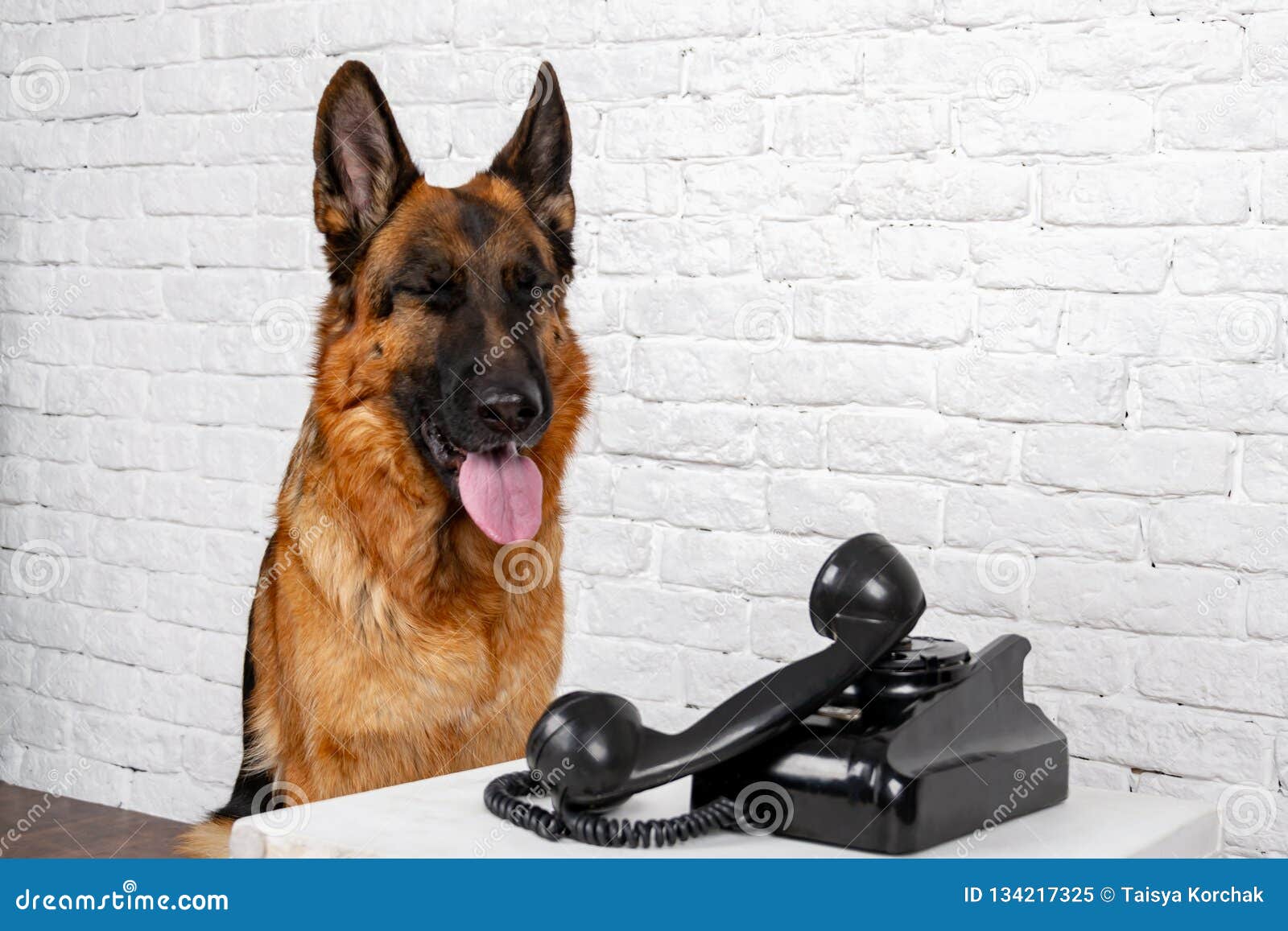 German Shepherd Talking on the Phone. Stock Image Image of brick