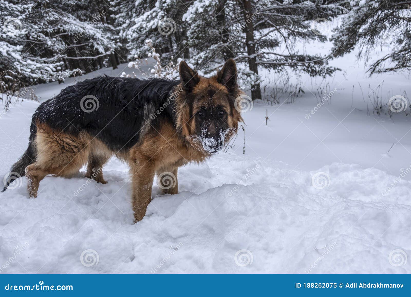 How Do German Shepherds Do In Winter