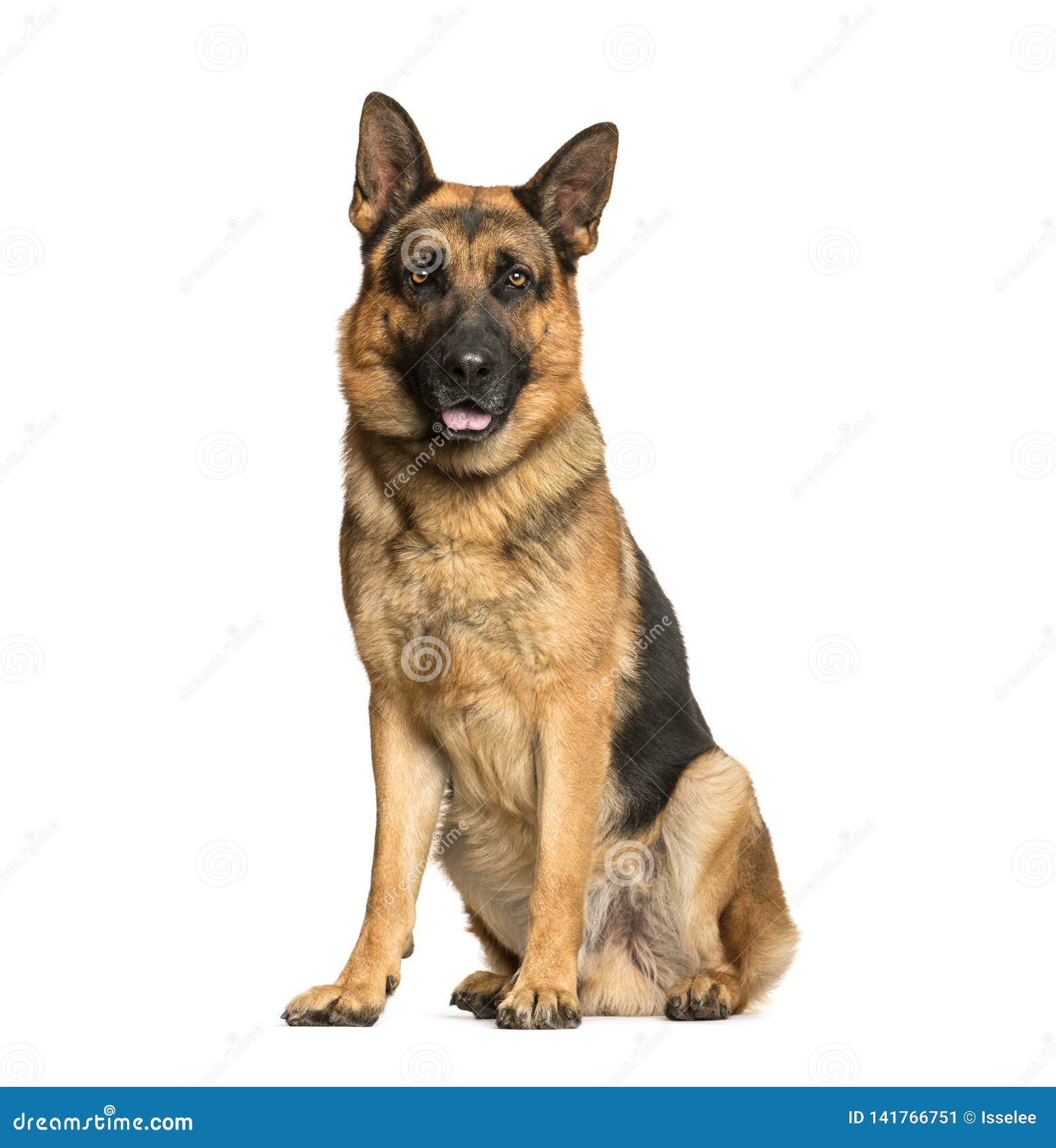 German Shepherd, 3 Years Old Stock Image Image of mouth, alone 141766751