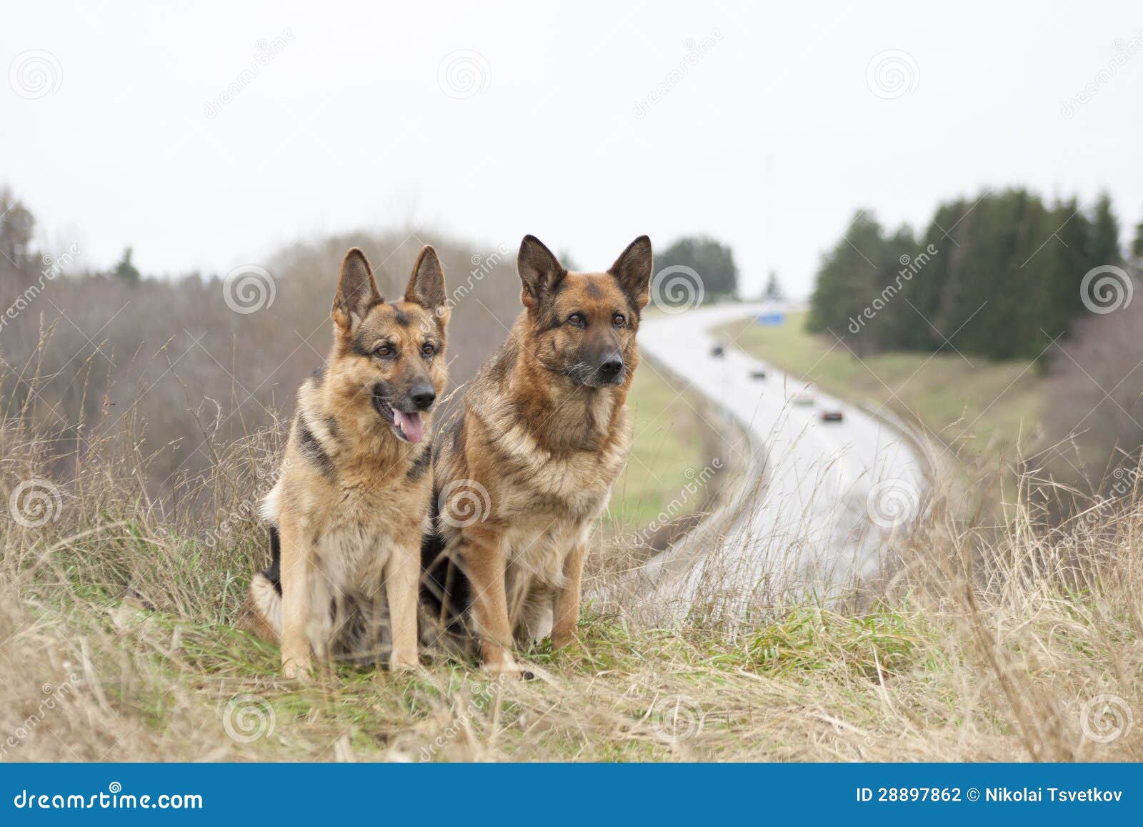 German shepherds stock photo. Image of grass, animal - 28897862