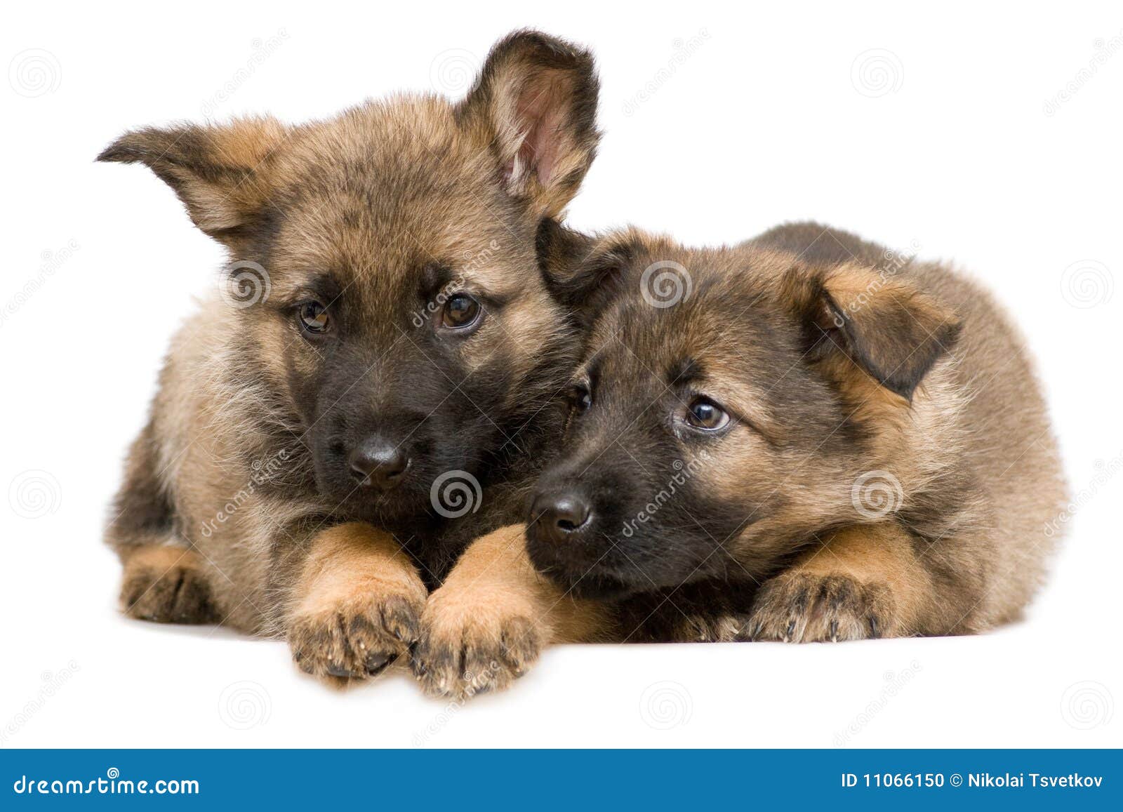 German shepherds puppys stock photo. Image of purebred - 11066150