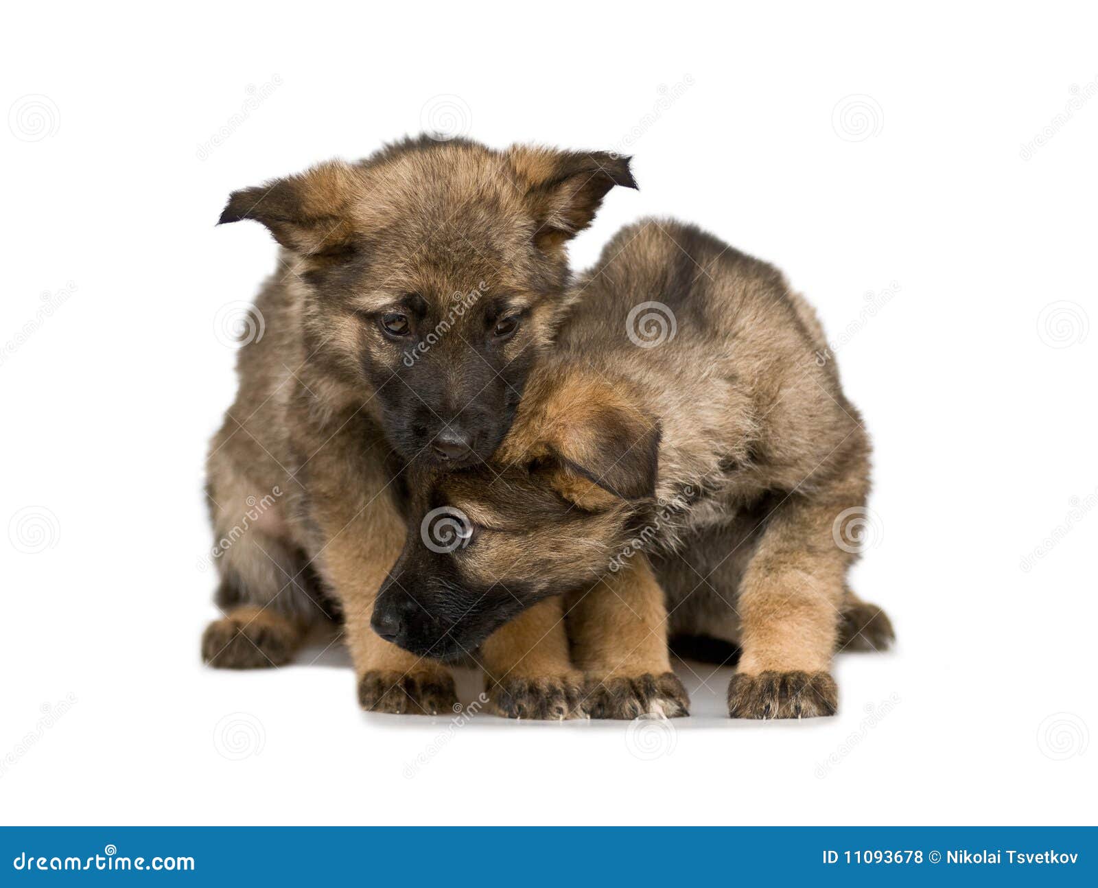 German shepherds puppys stock photo. Image of pedigree - 11093678