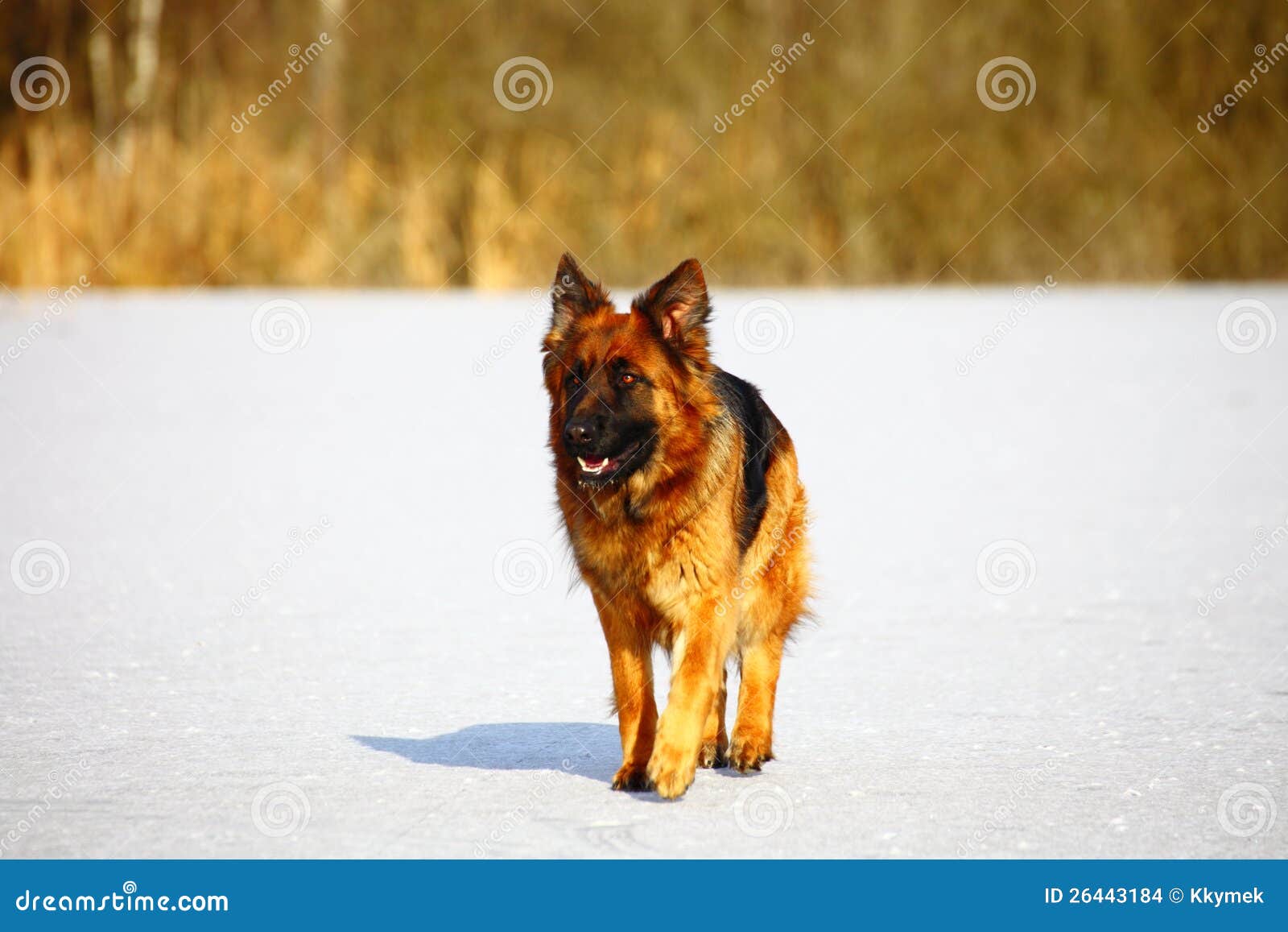German Shepherds on the Snow Stock Photo Image of sheepdog, outside