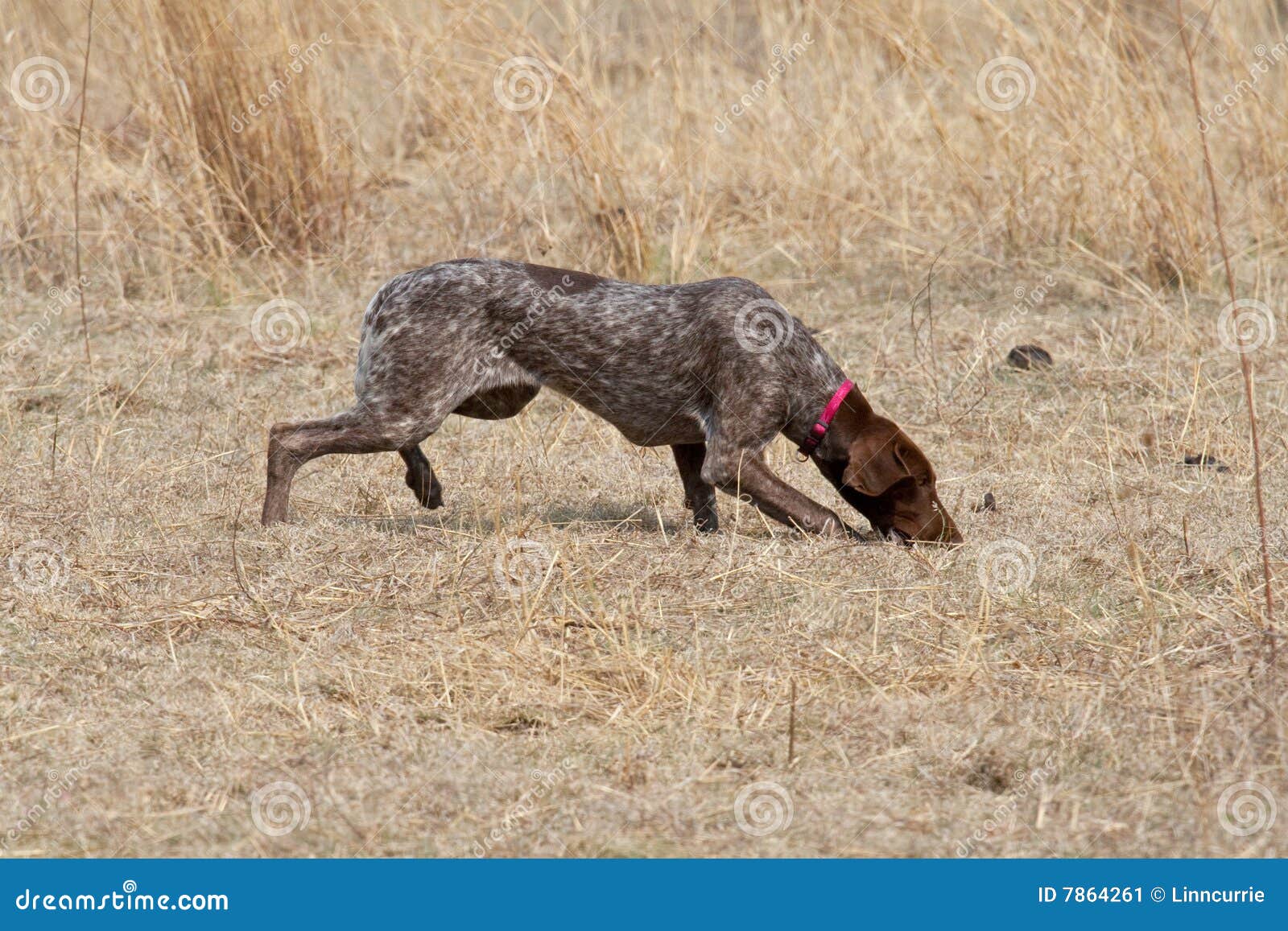 362 German Pointer Short Hair Photos Free Royalty Free Stock Photos From Dreamstime