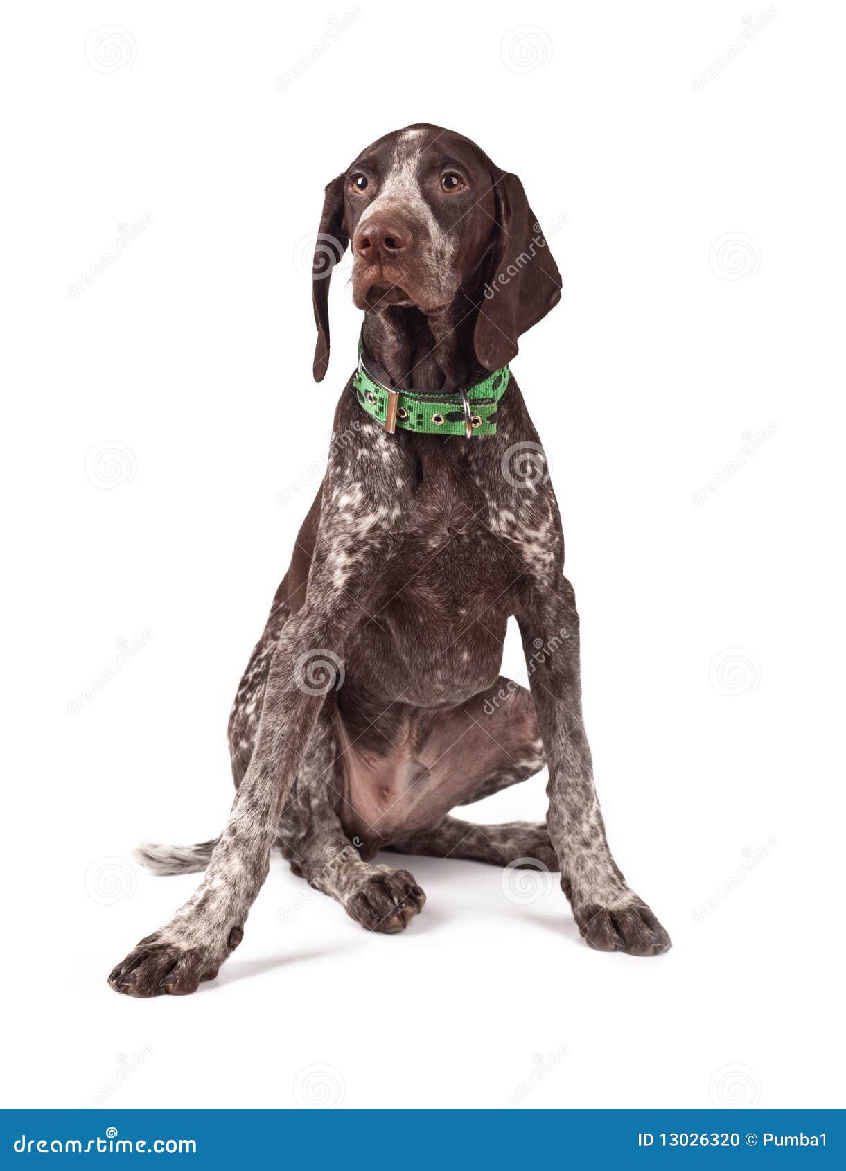 German Shorthaired Pointer The Hunting Dog Stock Photo Image of