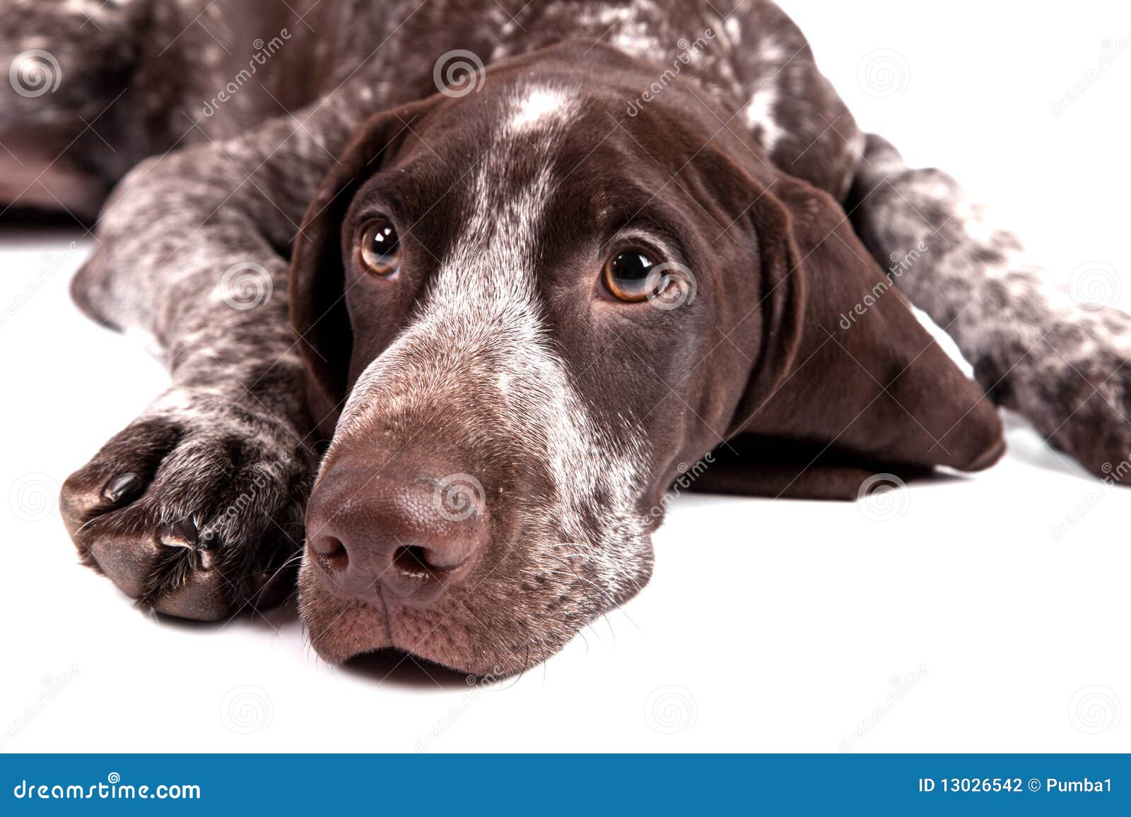 Dog With Ears Pointed Ears And Short Tail Dog With Ears Pointed Ears And Short Tail