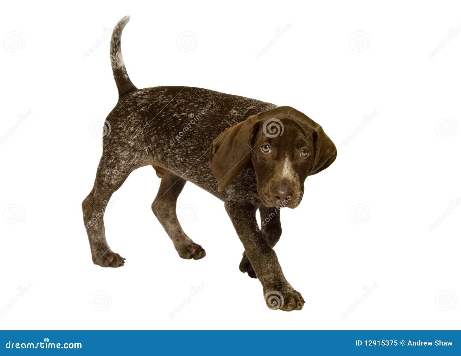 german short-haired pointer puppy