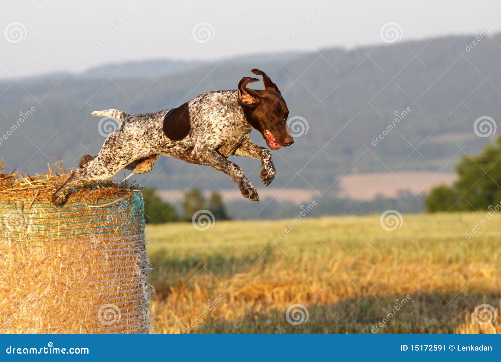 german shorthaired pointer