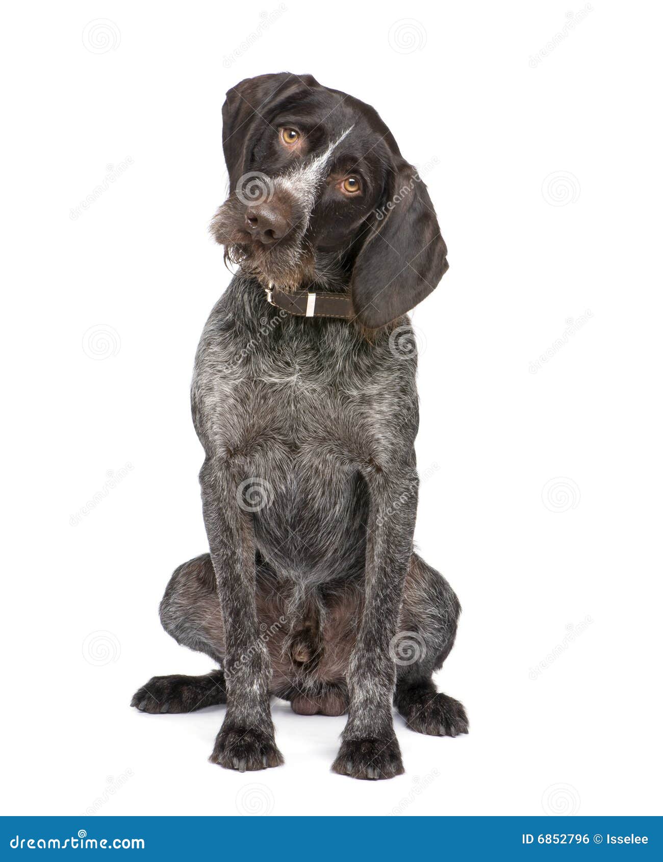 german shorthaired pointer (4 years)