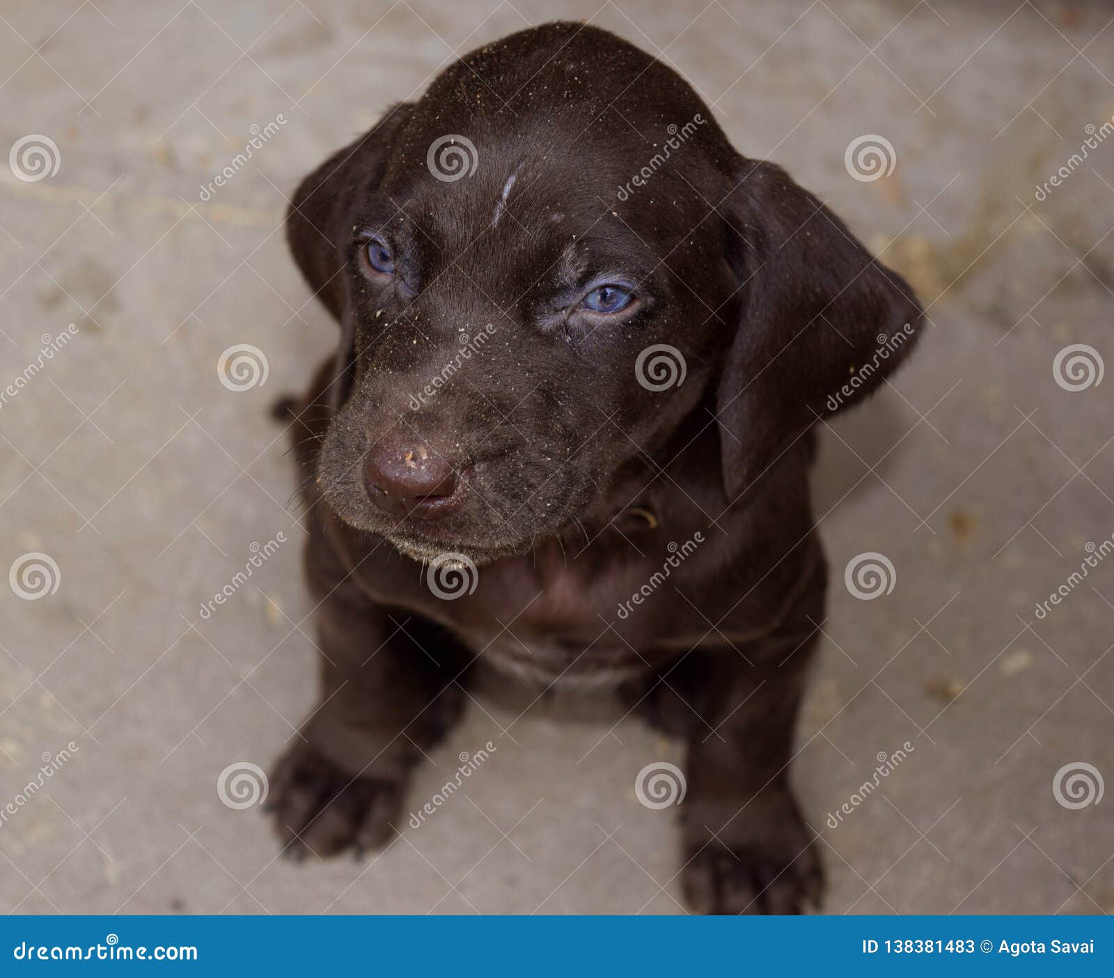 German Shorthaired Pointer Brown Puppy Dog Stock Image Image Of