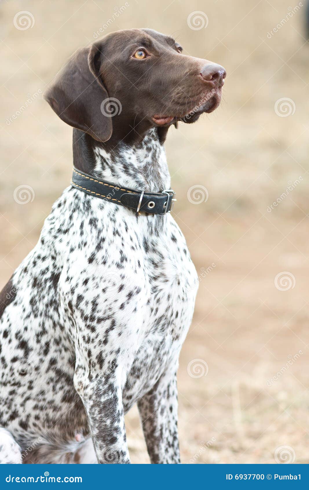 German Shorthaired Pointer Dog Sitting In Field Stock Photo