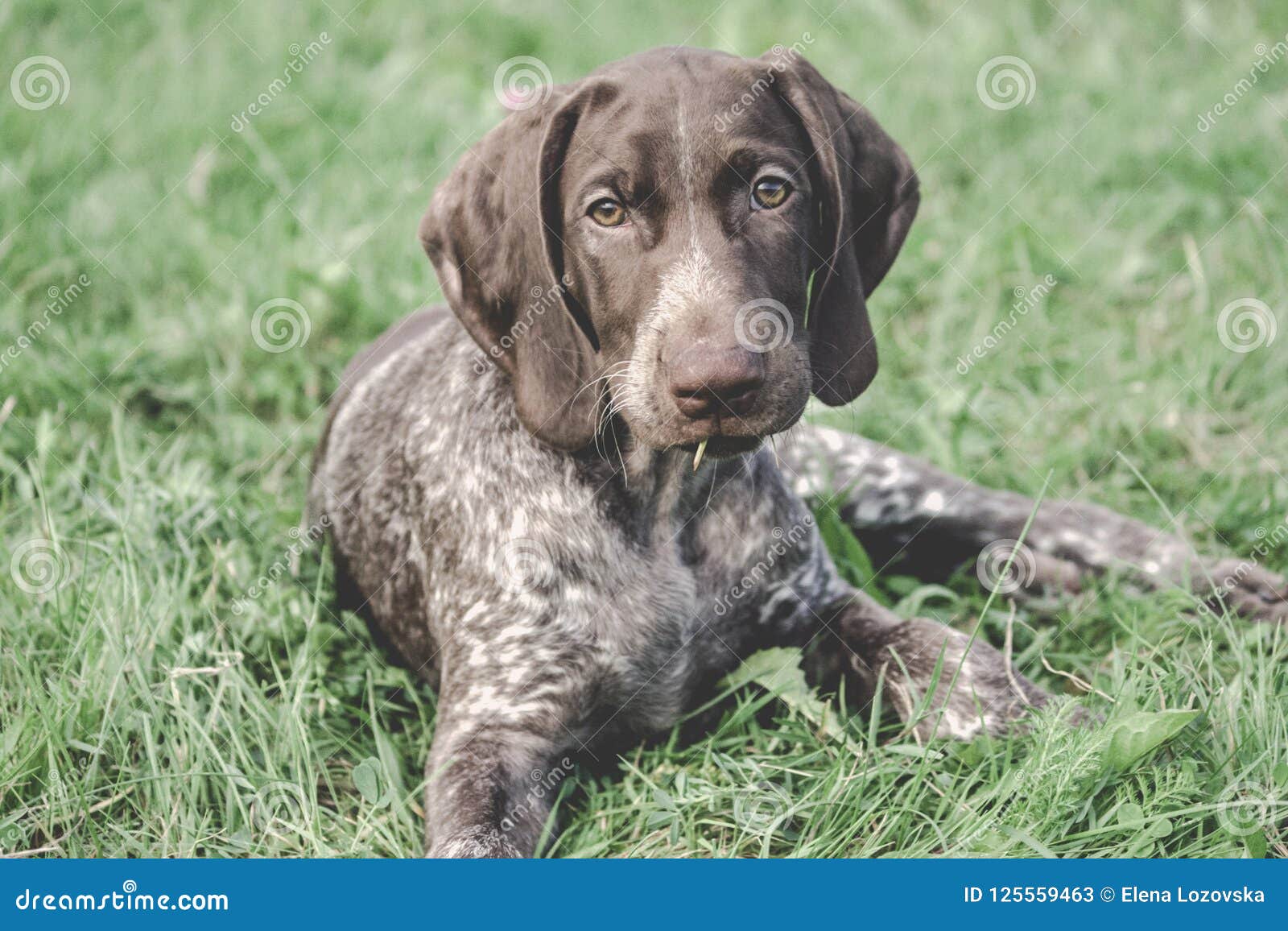 German Shorthaired Pointer German Kurtshaar One Spotted Puppy