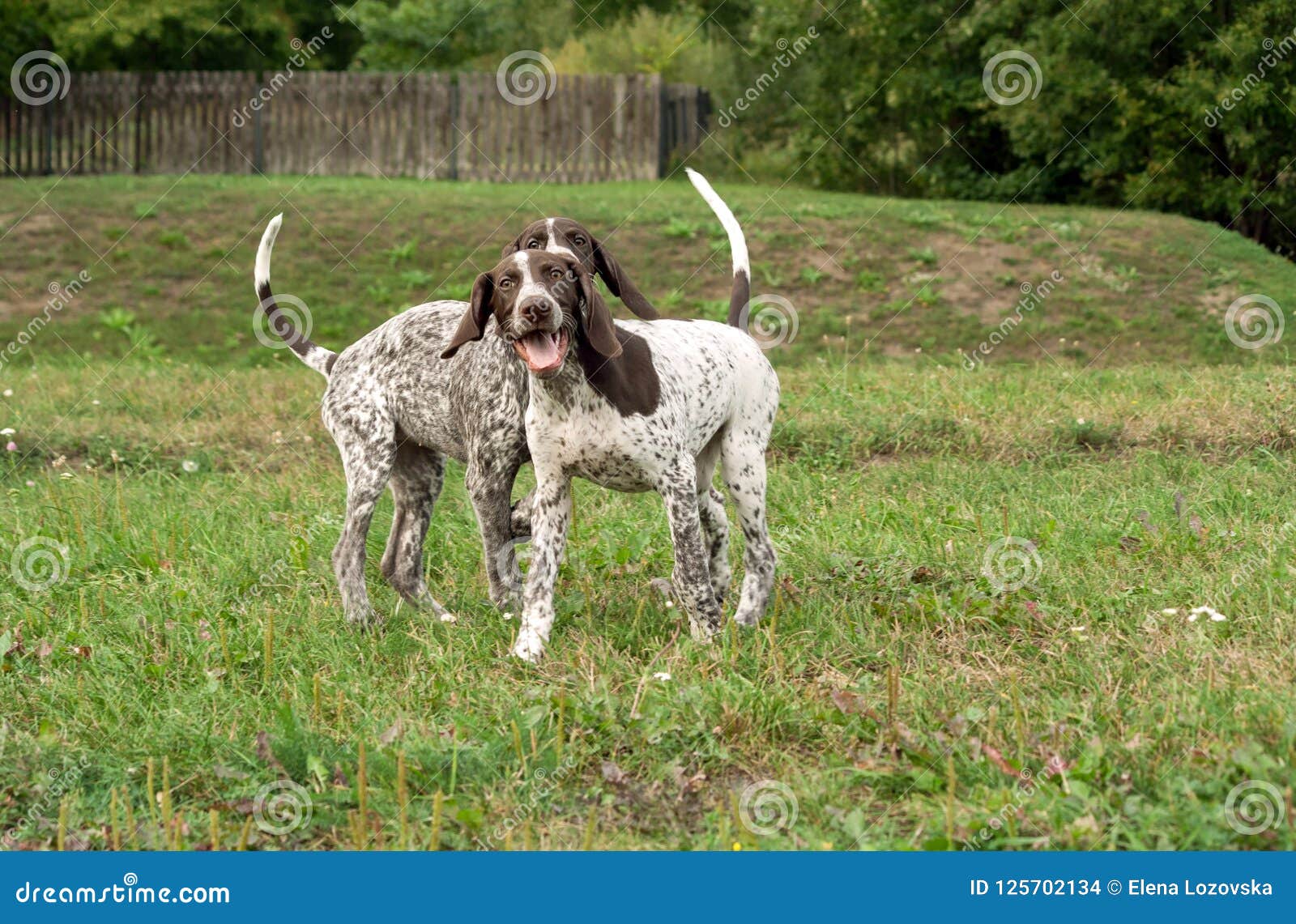 German Shorthaired Pointer German Kurtshaar Two Puppies Stock