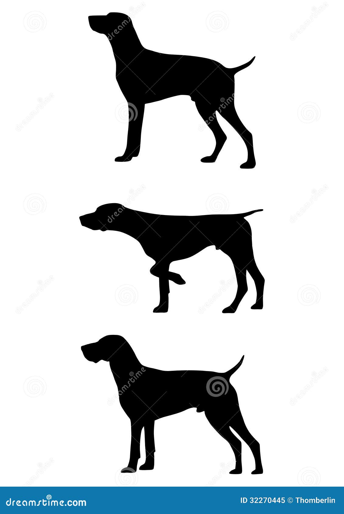 german shorthaired pointer dog 