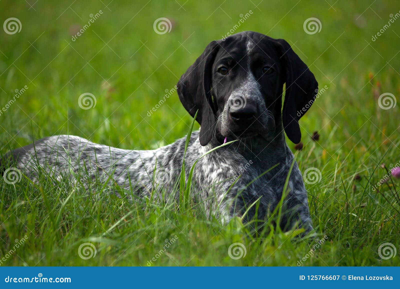 German Shorthaired Pointer, Kurtshaar One Spotted Black Puppy Lying on  Green Grass Stock Image - Image of face, grass: 125766607